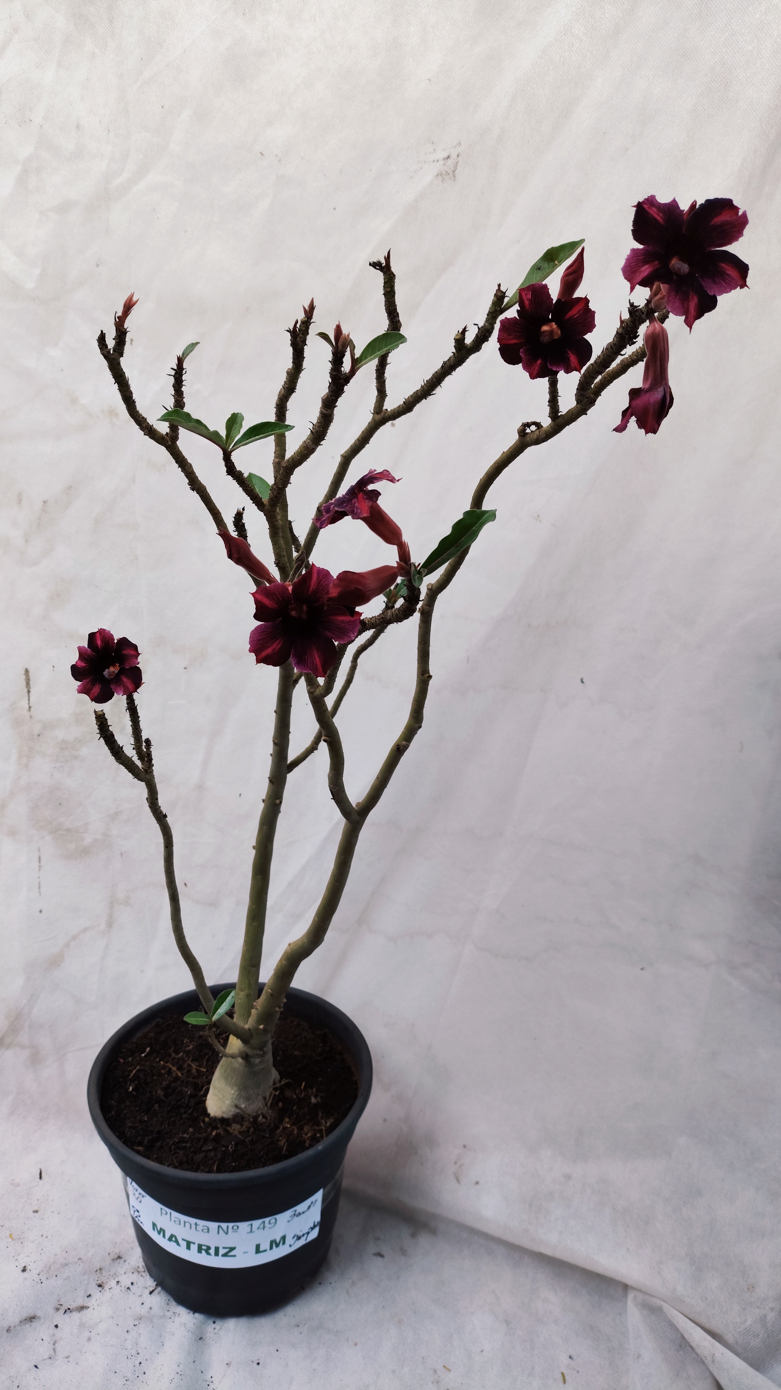 MATRIZ Planta Simples 149 – 55cm – 03 anos - Vaso 20