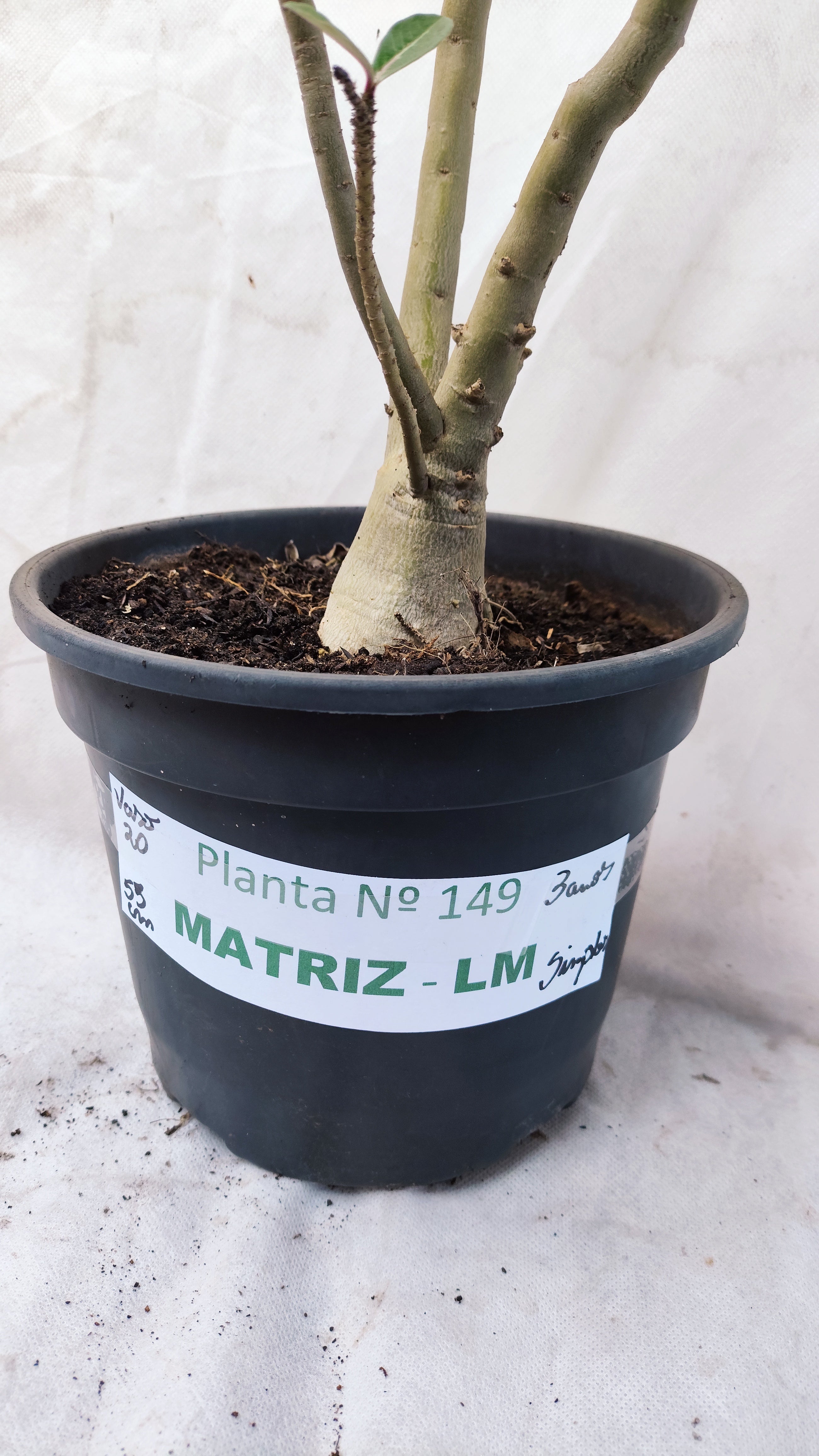 MATRIZ Planta Simples 149 – 55cm – 03 anos - Vaso 20