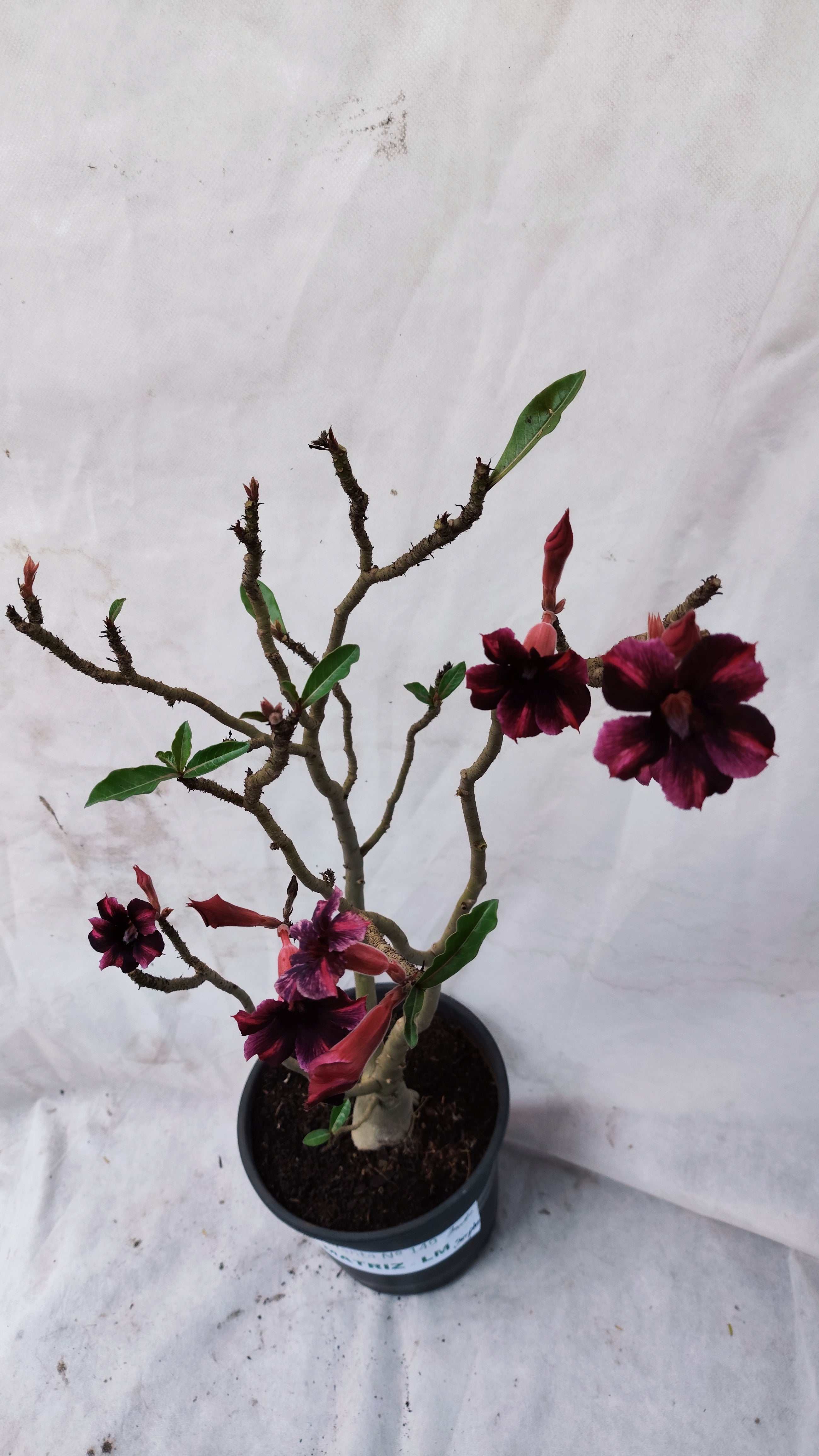MATRIZ Planta Simples 149 – 55cm – 03 anos - Vaso 20