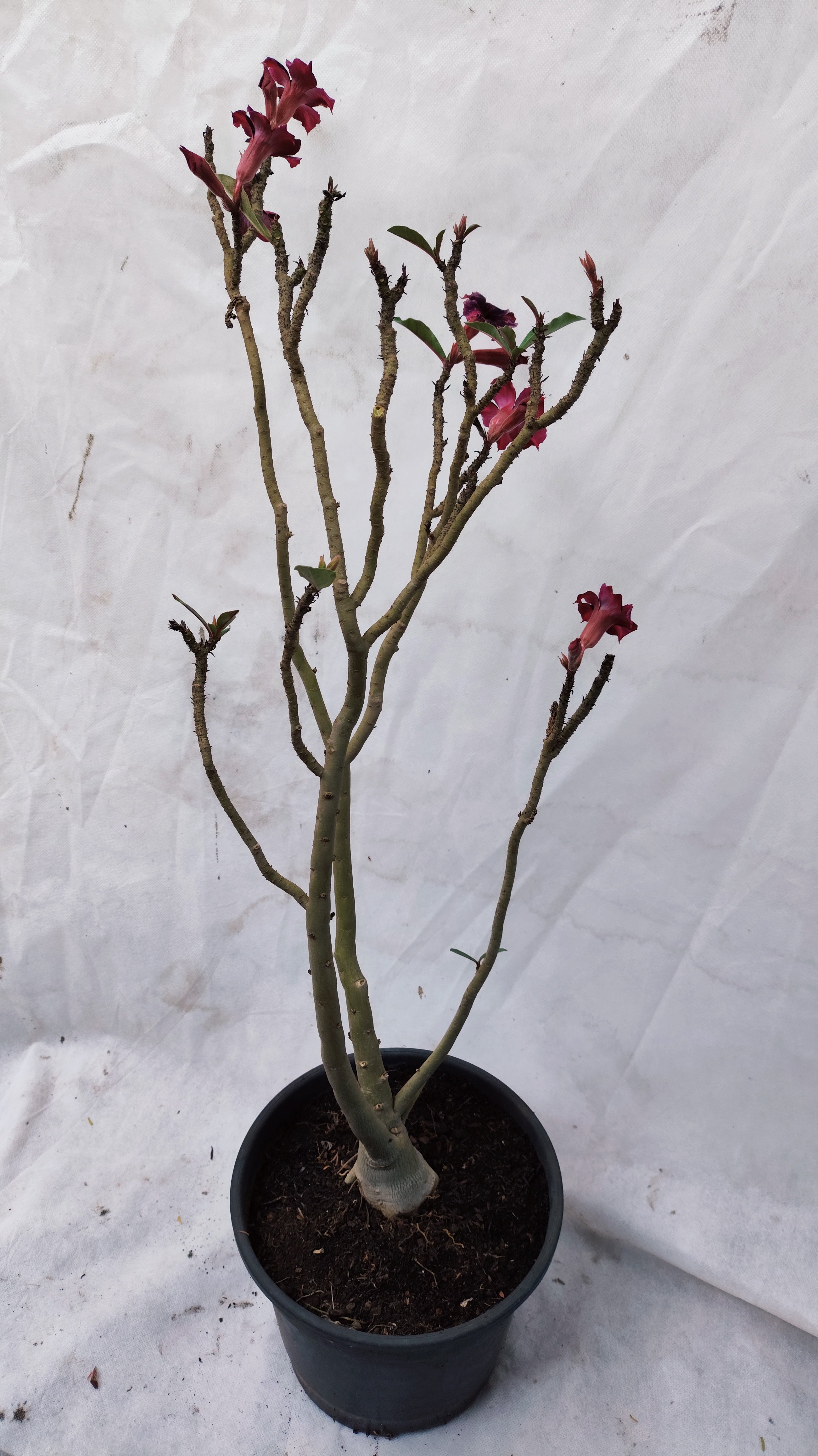 MATRIZ Planta Simples 149 – 55cm – 03 anos - Vaso 20