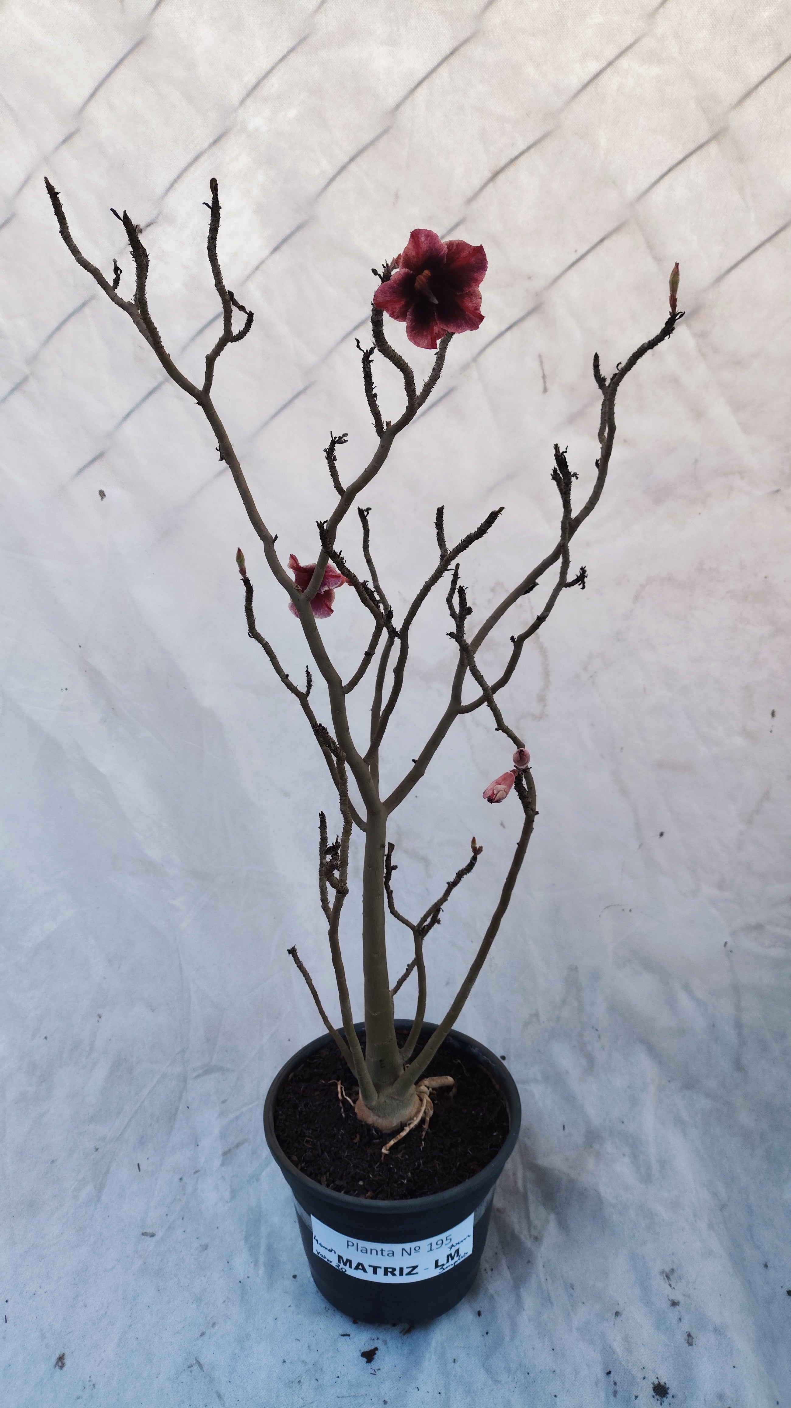 MATRIZ Planta Simples 195 – 70cm – 04 anos - Vaso 20