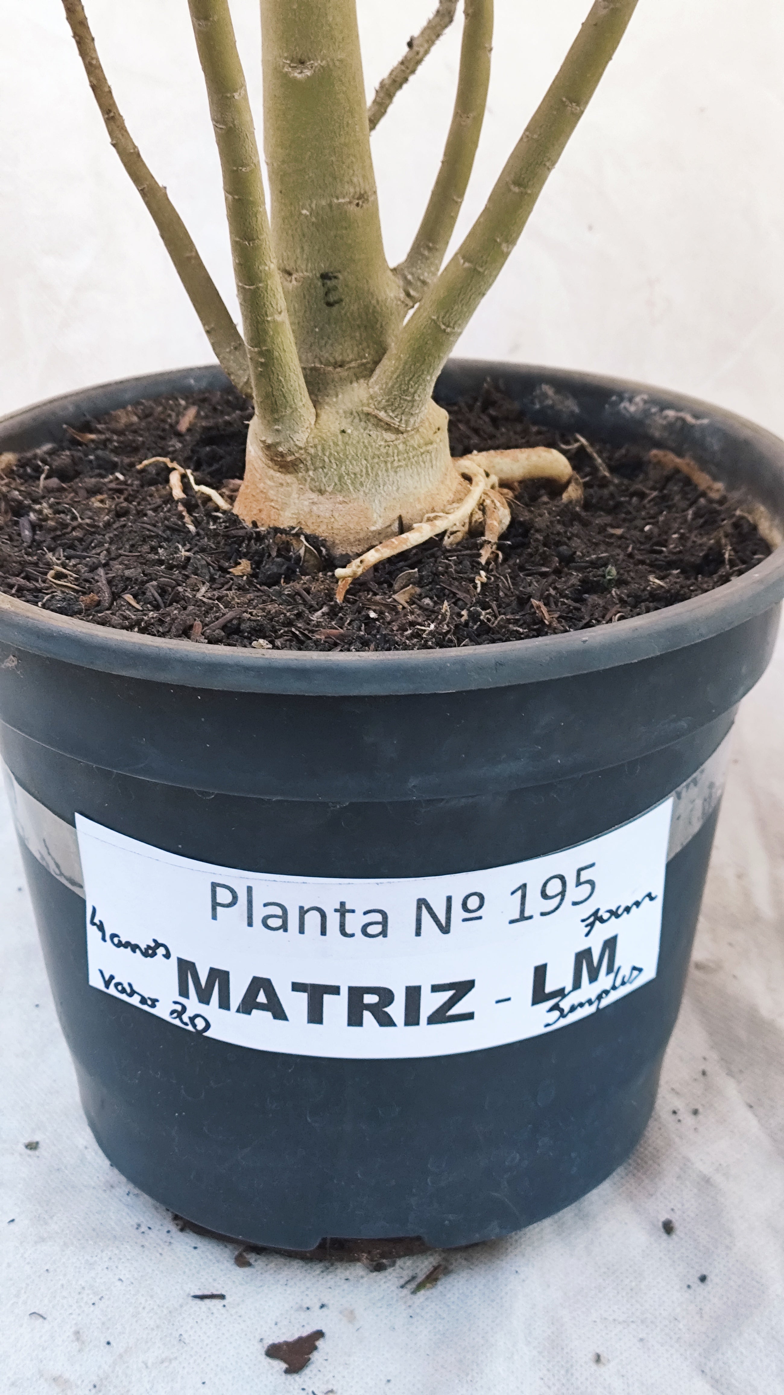 MATRIZ Planta Simples 195 – 70cm – 04 anos - Vaso 20