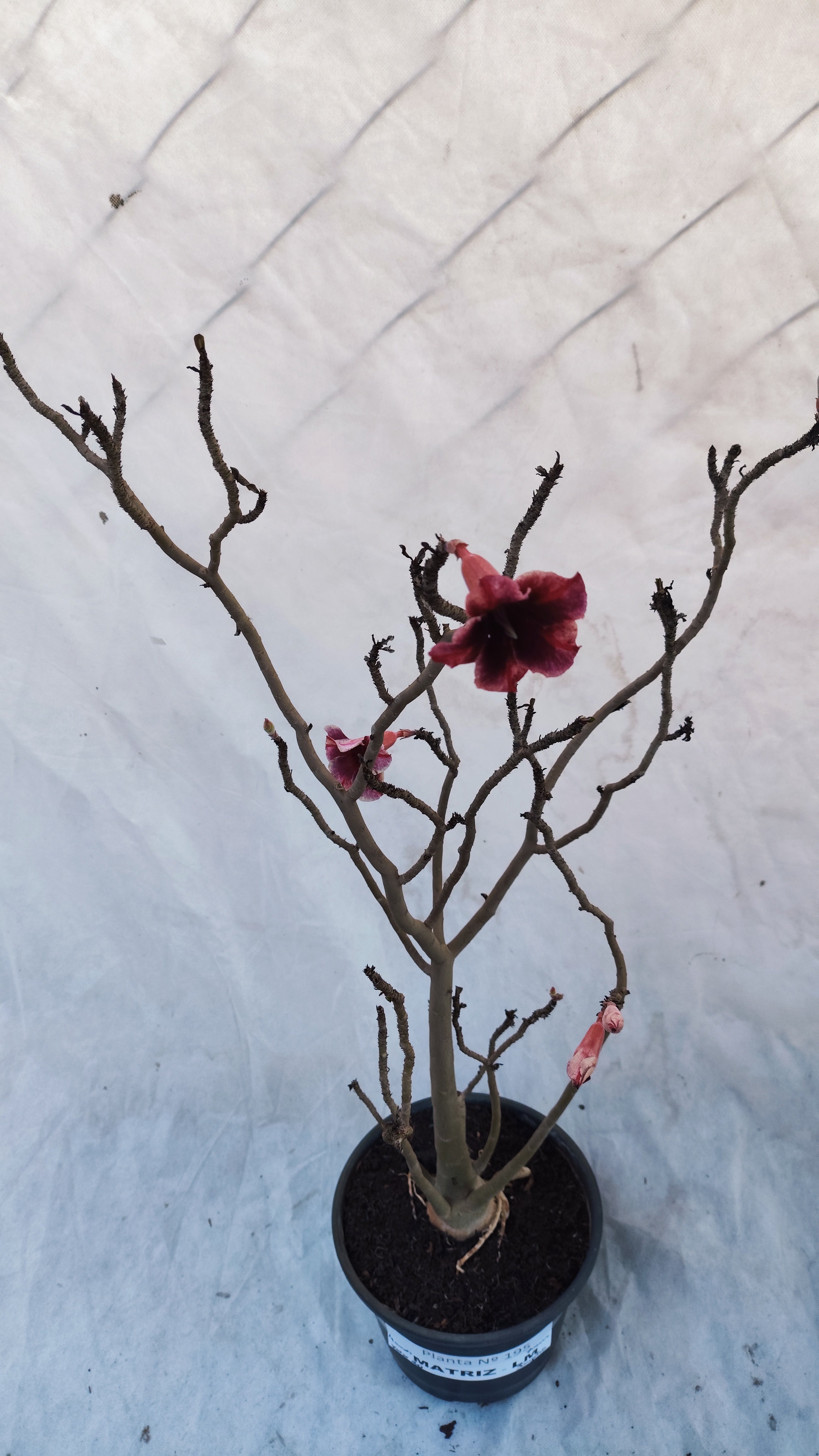 MATRIZ Planta Simples 195 – 70cm – 04 anos - Vaso 20