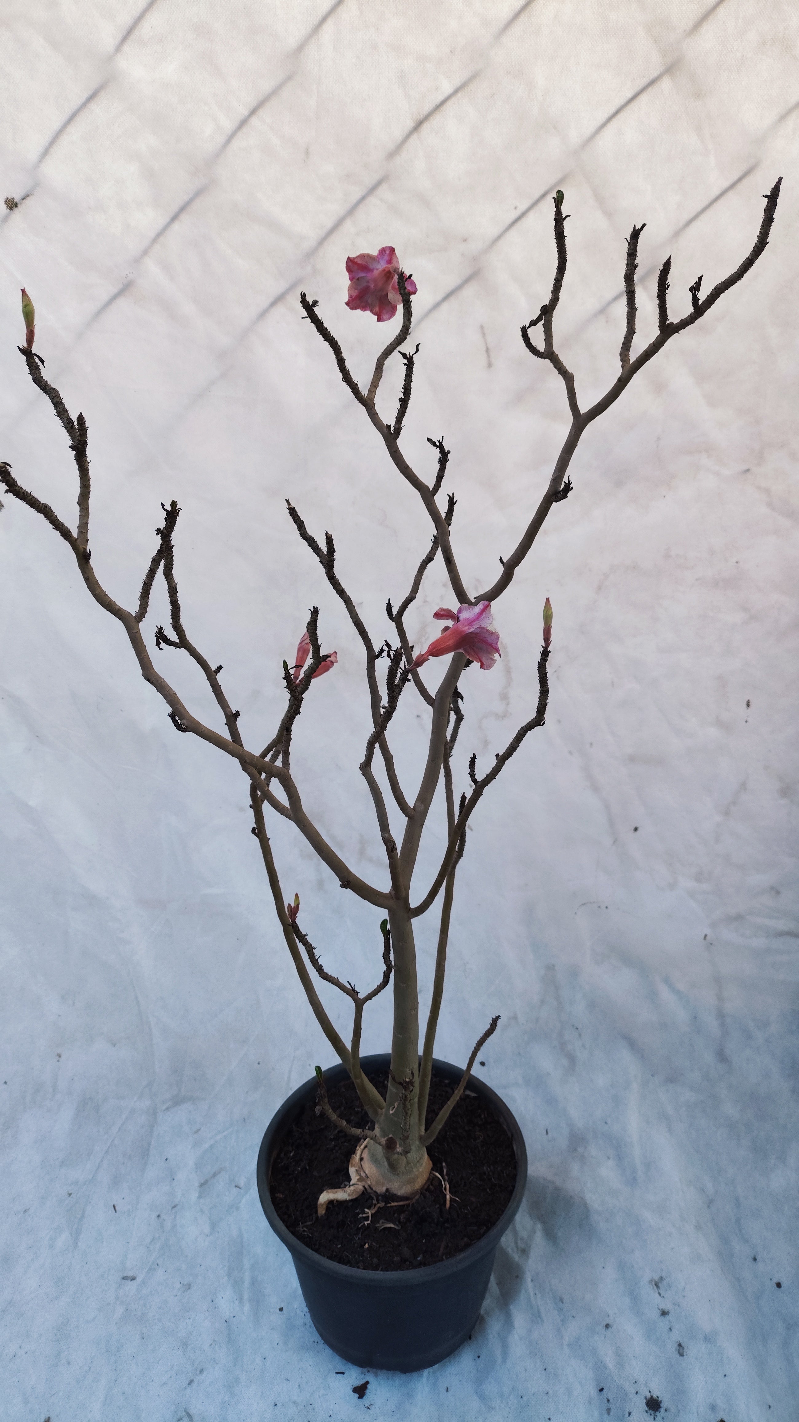MATRIZ Planta Simples 195 – 70cm – 04 anos - Vaso 20