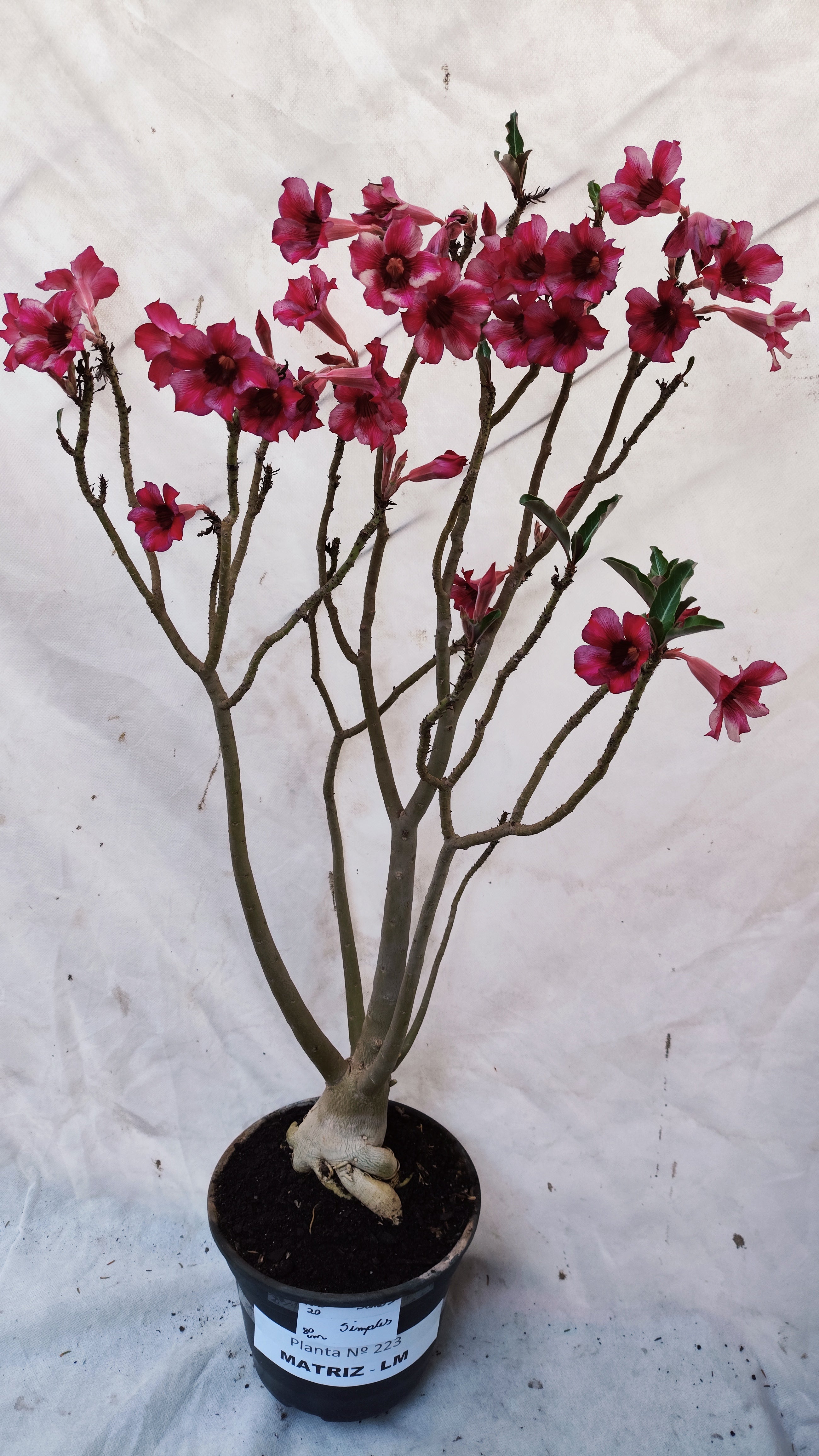 MATRIZ Planta Simples 223 – 80cm – 05 anos - Vaso 20