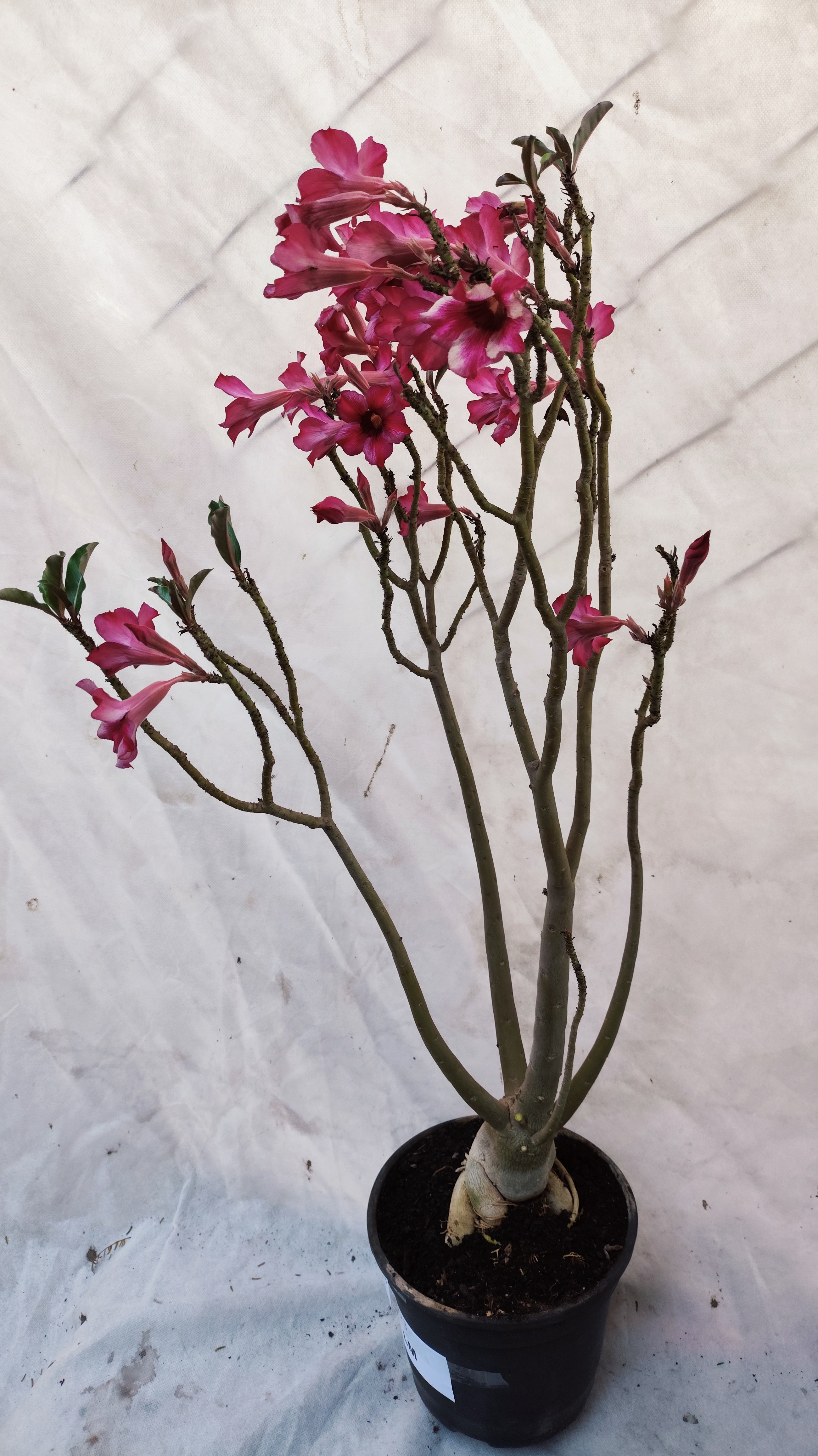 MATRIZ Planta Simples 223 – 80cm – 05 anos - Vaso 20