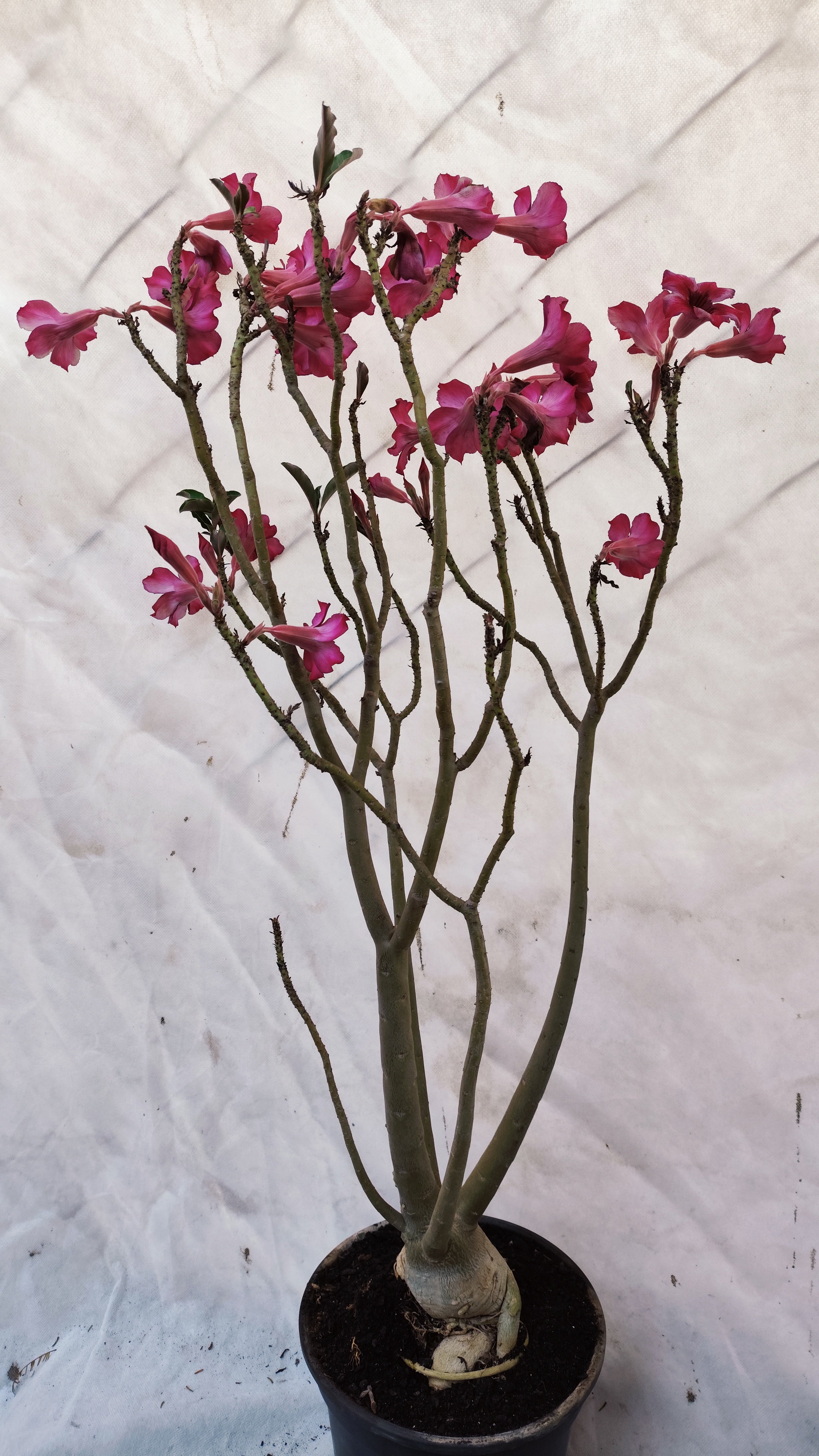 MATRIZ Planta Simples 223 – 80cm – 05 anos - Vaso 20