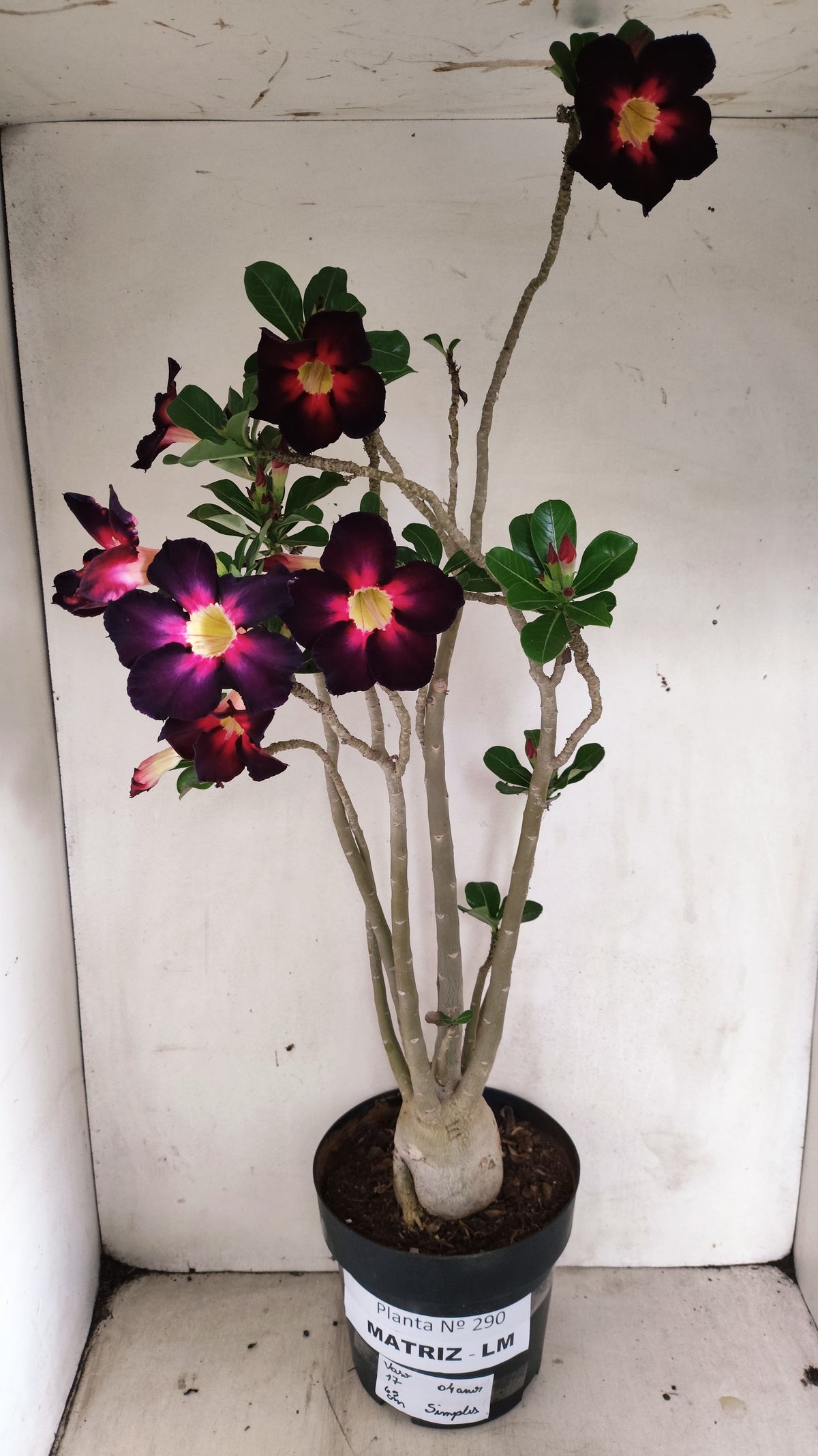 MATRIZ Planta Simples Nº 290 – 60cm – 04 anos - vaso 17