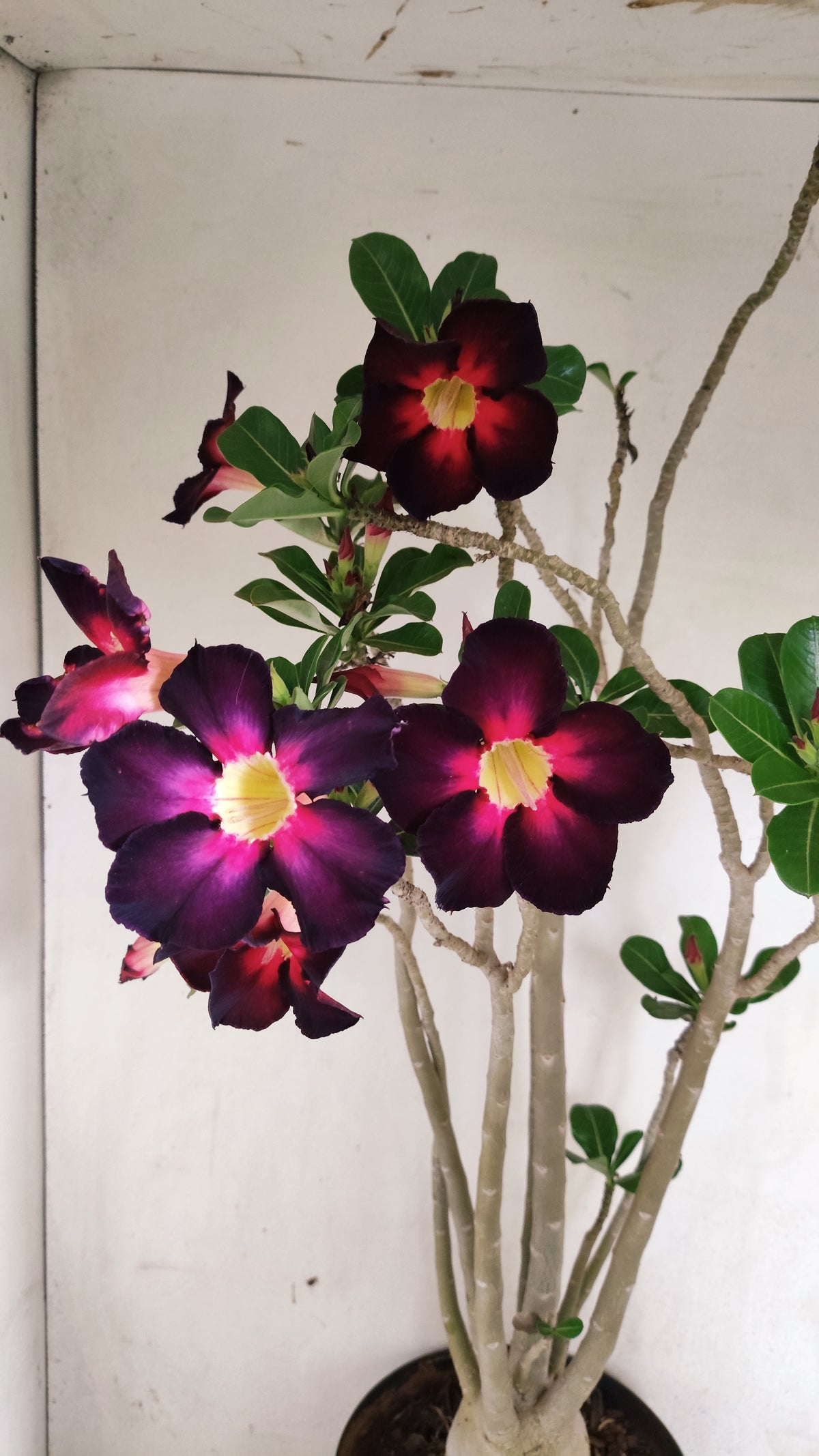 MATRIZ Planta Simples Nº 290 – 60cm – 04 anos - vaso 17