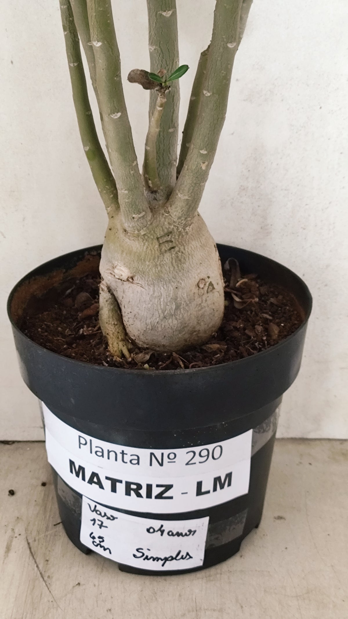 MATRIZ Planta Simples Nº 290 – 60cm – 04 anos - vaso 17