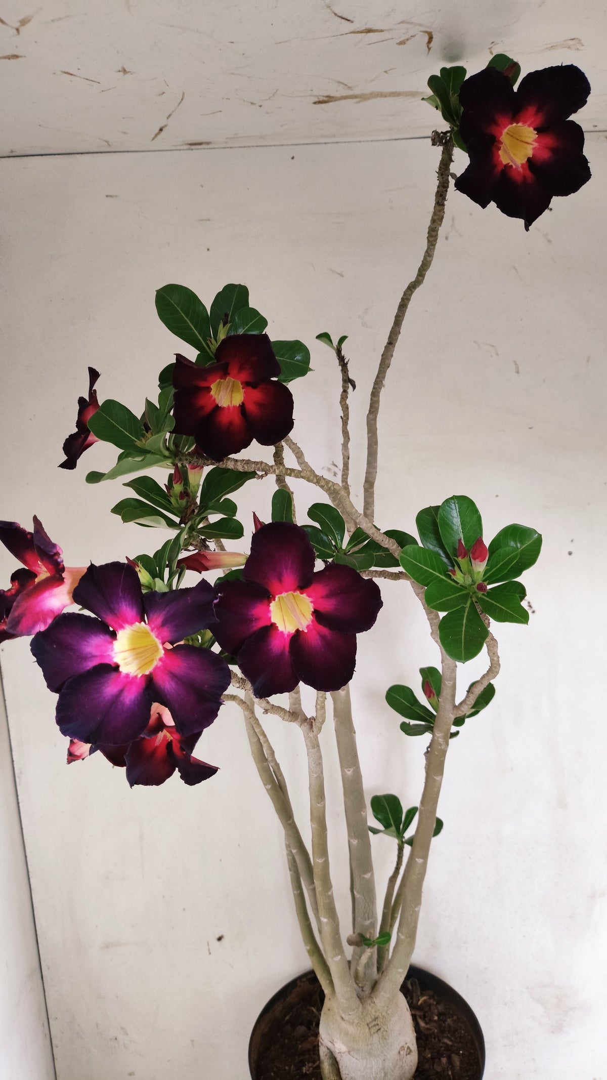 MATRIZ Planta Simples Nº 290 – 60cm – 04 anos - vaso 17