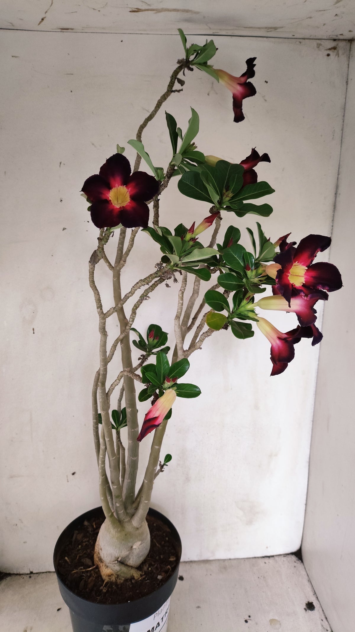 MATRIZ Planta Simples Nº 290 – 60cm – 04 anos - vaso 17