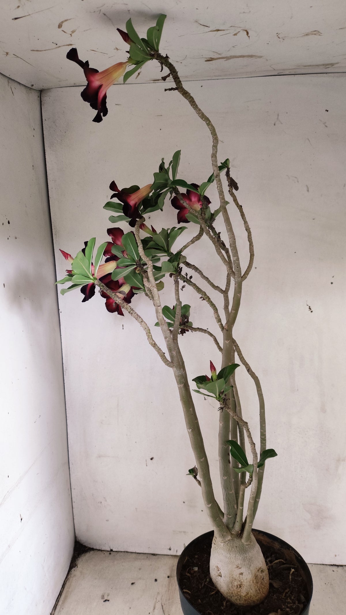 MATRIZ Planta Simples Nº 290 – 60cm – 04 anos - vaso 17