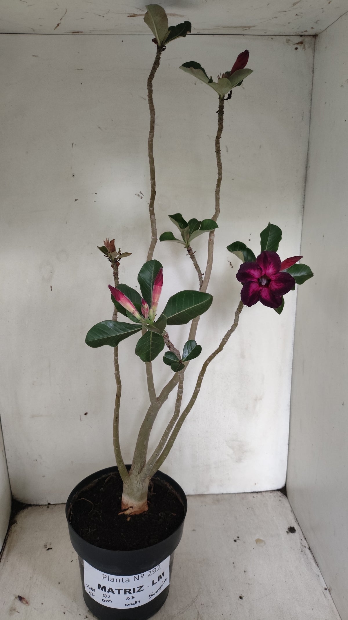 MATRIZ Planta Simples Nº 292 – 60cm – 04 anos - vaso 17
