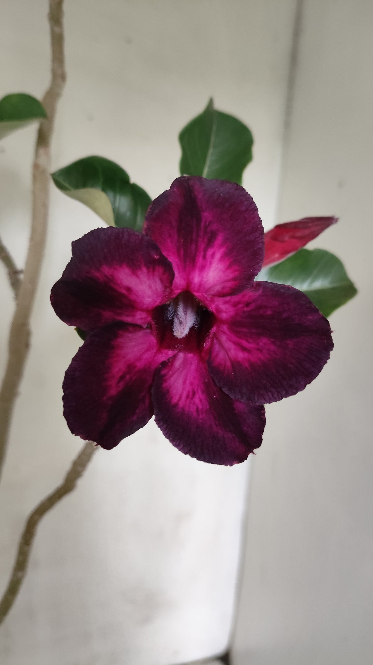 MATRIZ Planta Simples Nº 292 – 60cm – 04 anos - vaso 17