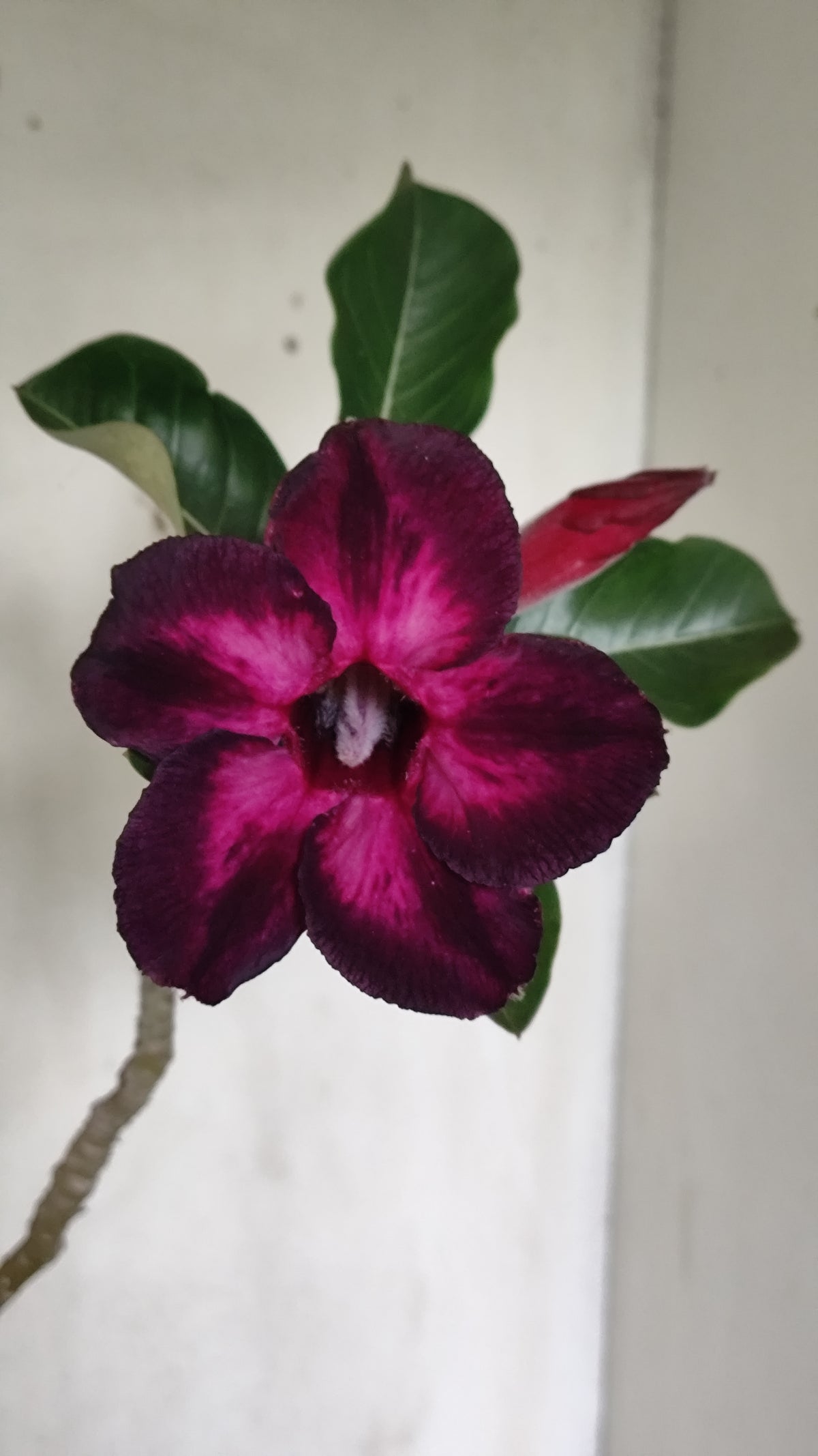 MATRIZ Planta Simples Nº 292 – 60cm – 04 anos - vaso 17