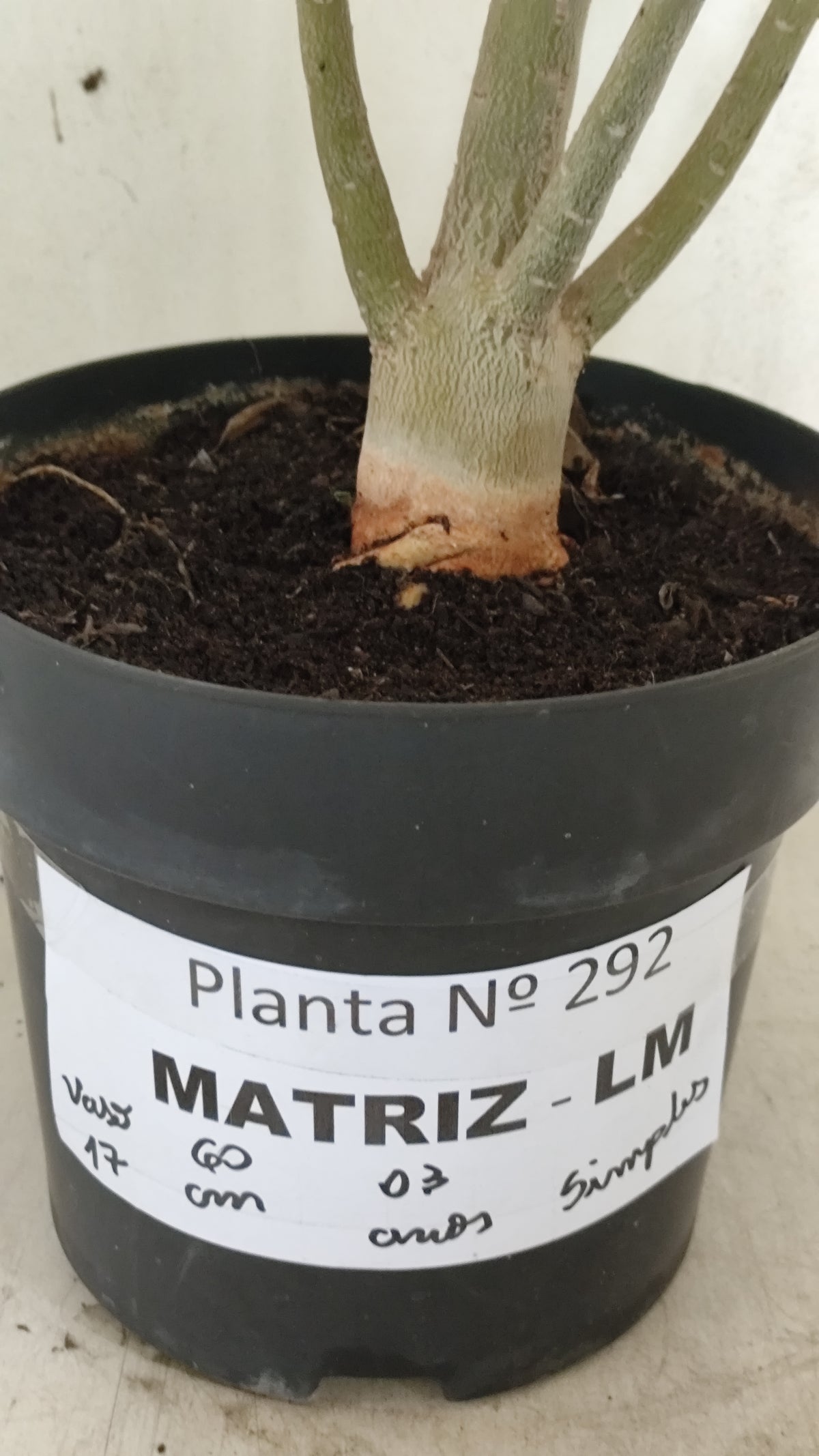MATRIZ Planta Simples Nº 292 – 60cm – 04 anos - vaso 17