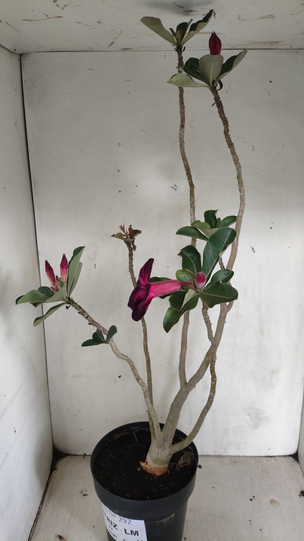 MATRIZ Planta Simples Nº 292 – 60cm – 04 anos - vaso 17