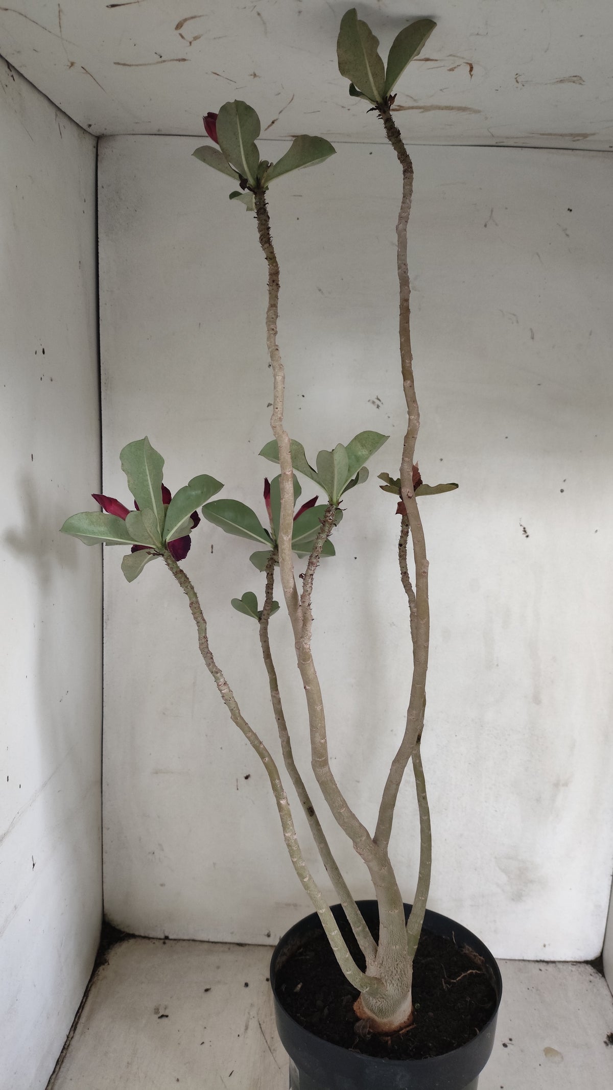 MATRIZ Planta Simples Nº 292 – 60cm – 04 anos - vaso 17