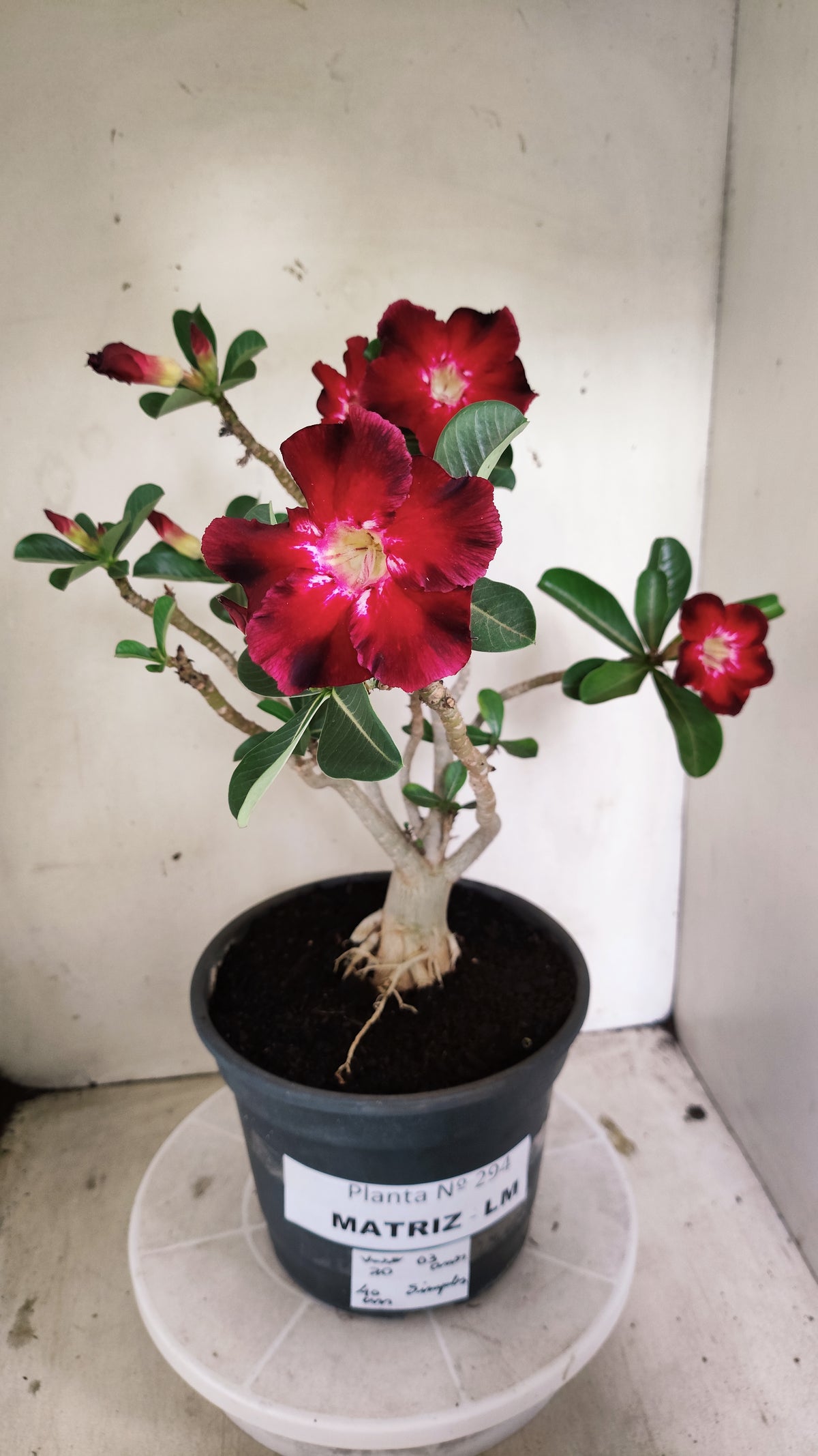 MATRIZ Planta Simples 294 – 40cm – 03 anos - vaso 20