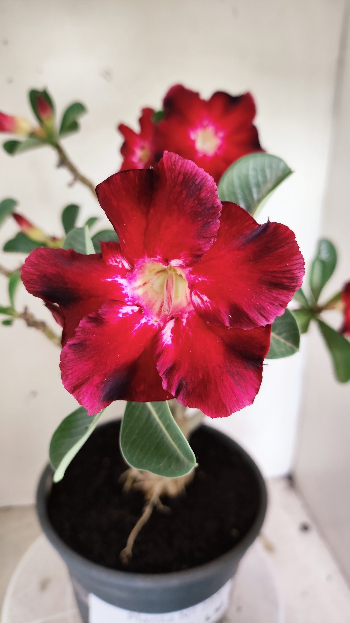 MATRIZ Planta Simples 294 – 40cm – 03 anos - vaso 20