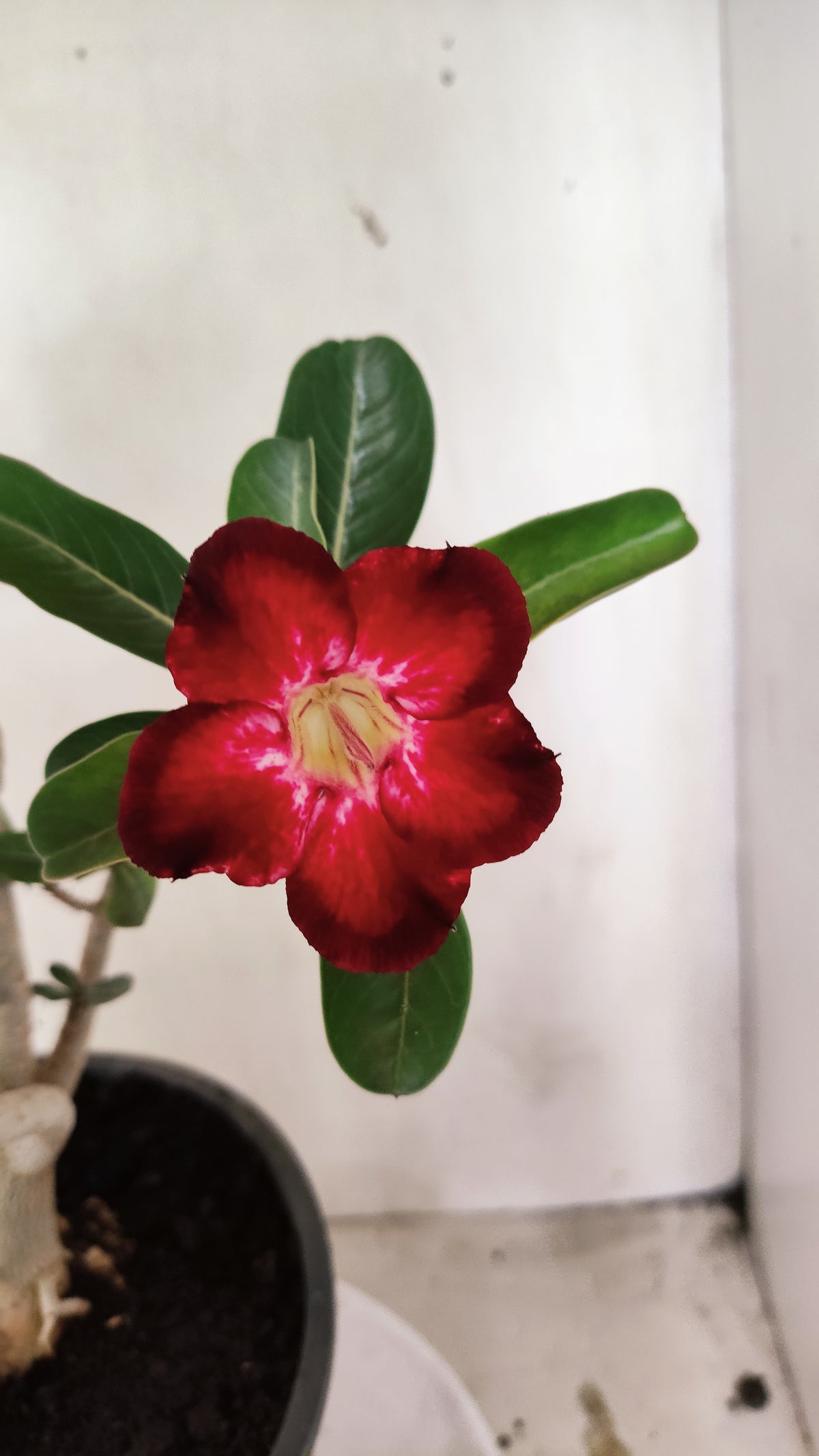 MATRIZ Planta Simples 294 – 40cm – 03 anos - vaso 20