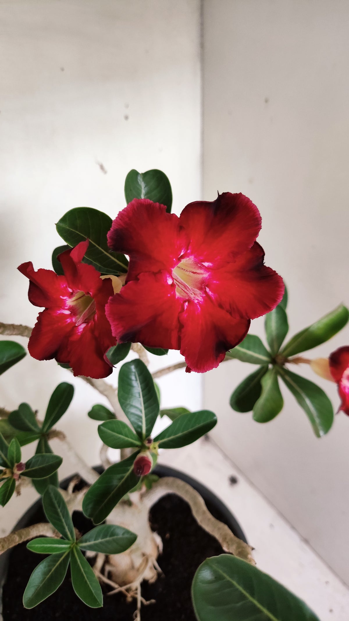 MATRIZ Planta Simples 294 – 40cm – 03 anos - vaso 20