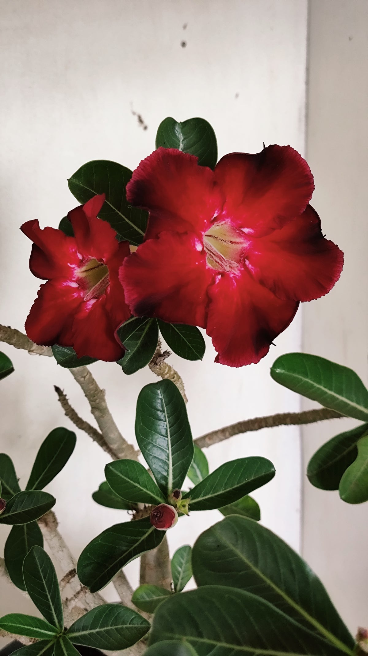 MATRIZ Planta Simples 294 – 40cm – 03 anos - vaso 20