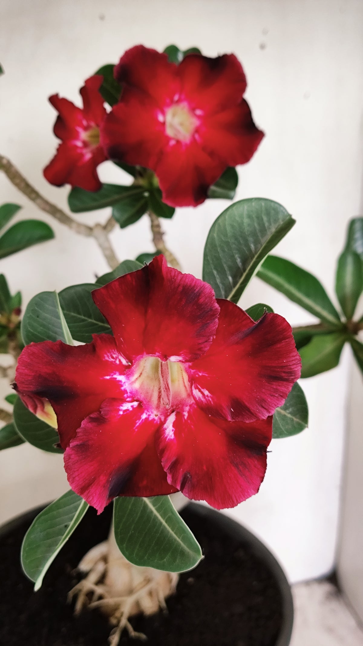 MATRIZ Planta Simples 294 – 40cm – 03 anos - vaso 20
