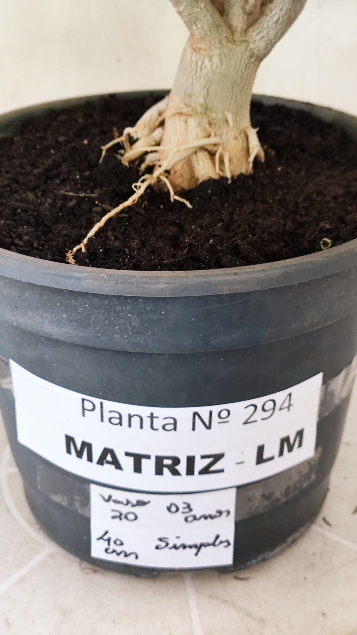 MATRIZ Planta Simples 294 – 40cm – 03 anos - vaso 20