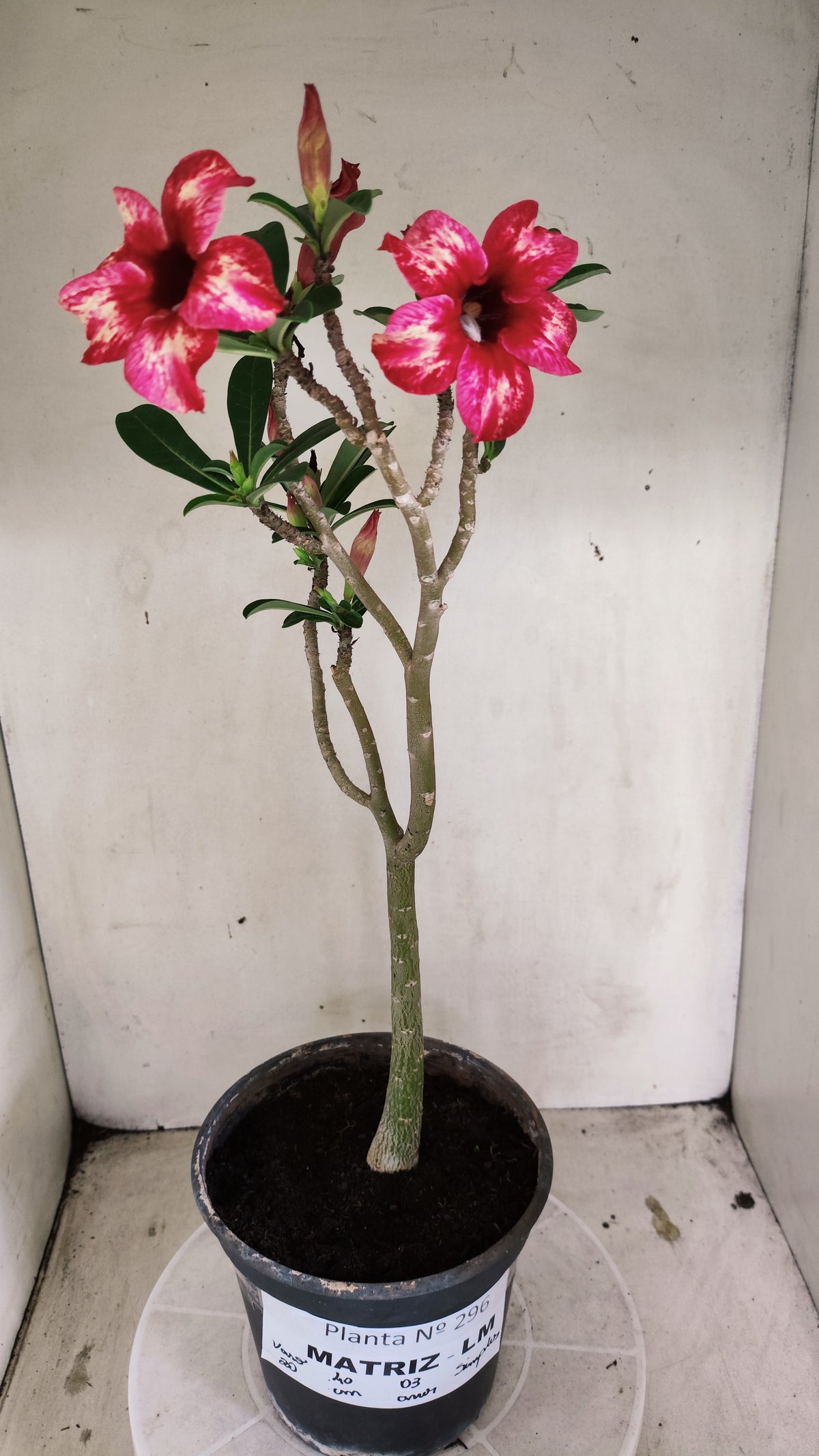 MATRIZ Planta Simples 296 – 40cm – 03 anos - vaso 20