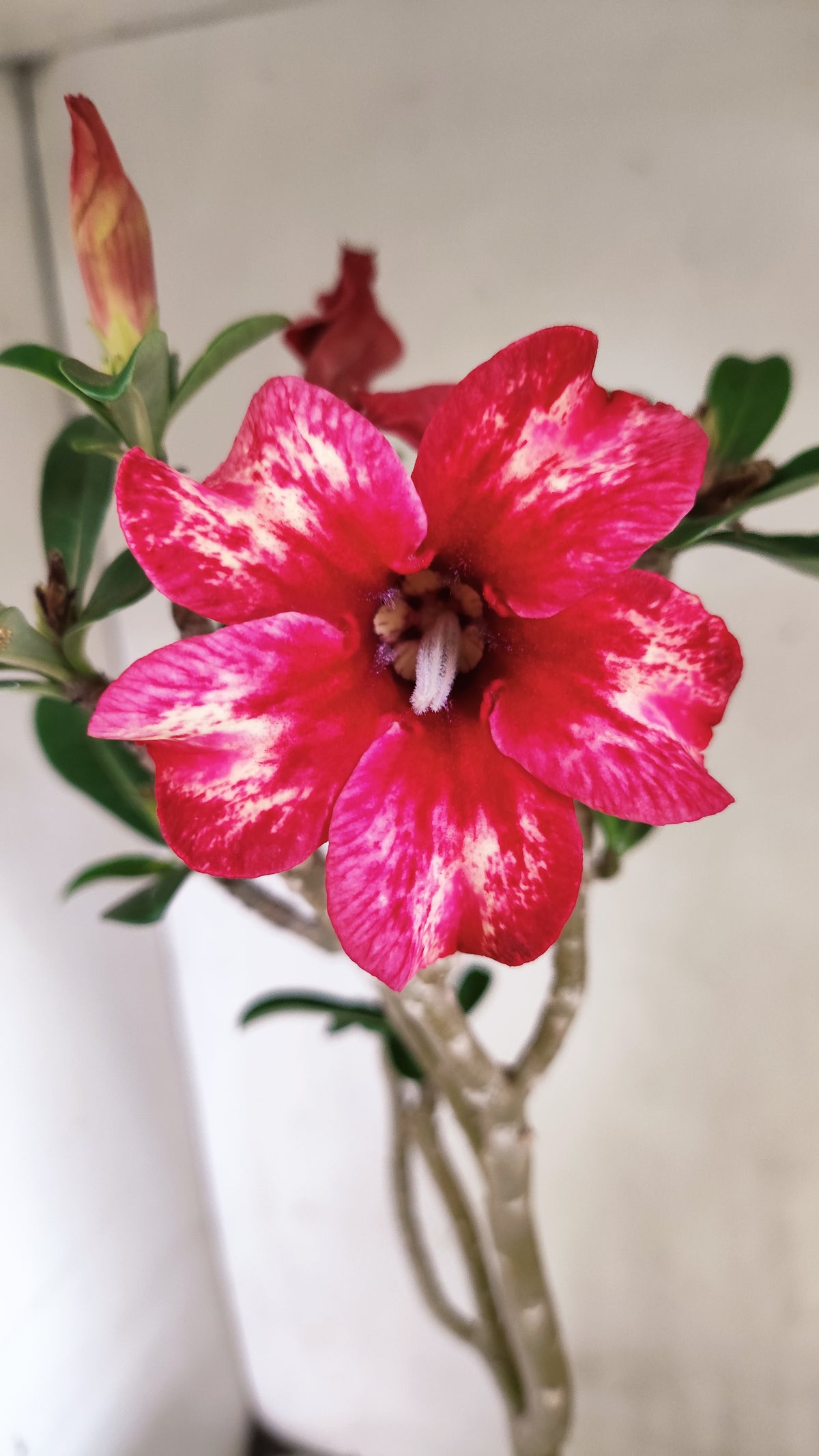 MATRIZ Planta Simples 296 – 40cm – 03 anos - vaso 20