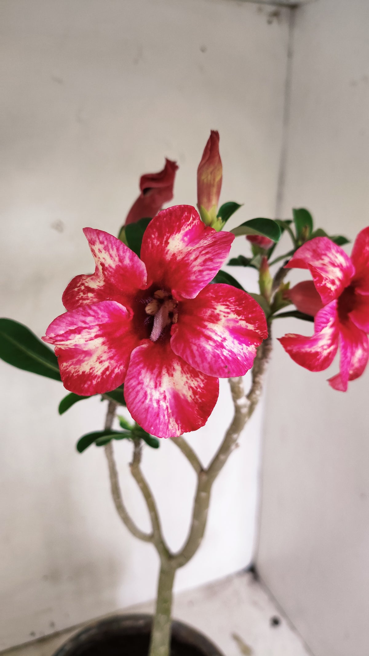 MATRIZ Planta Simples 296 – 40cm – 03 anos - vaso 20
