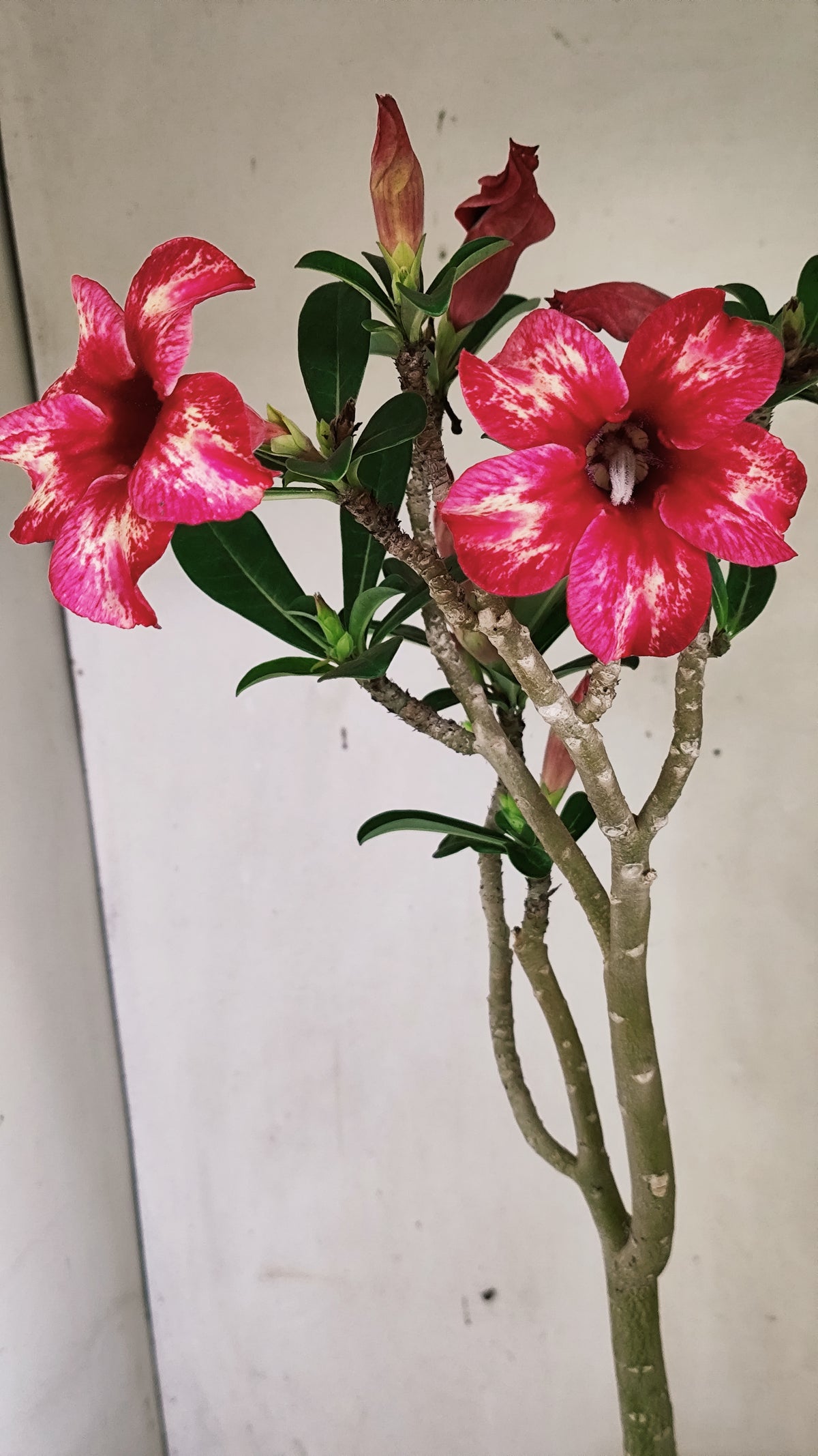 MATRIZ Planta Simples 296 – 40cm – 03 anos - vaso 20