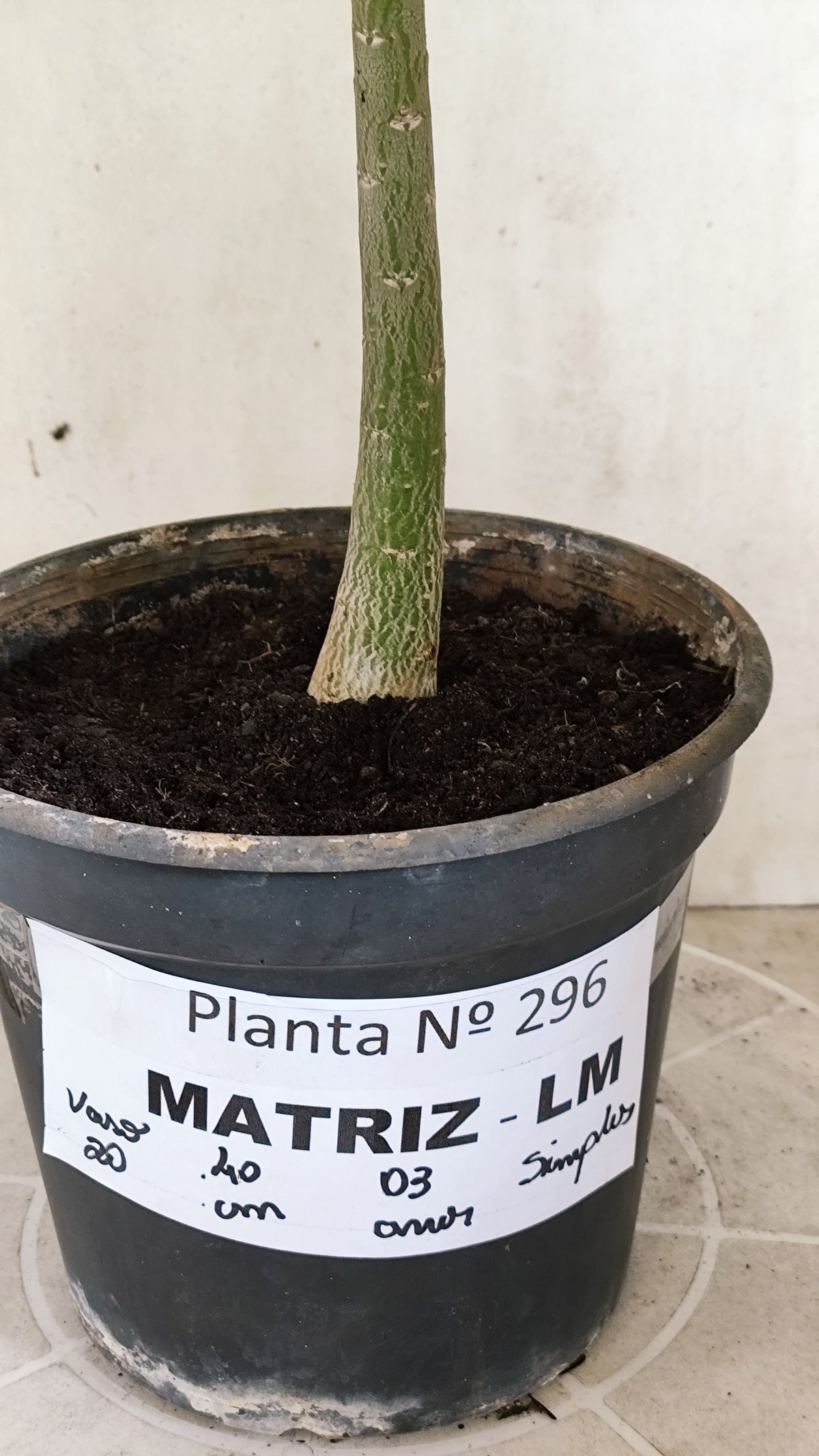 MATRIZ Planta Simples 296 – 40cm – 03 anos - vaso 20