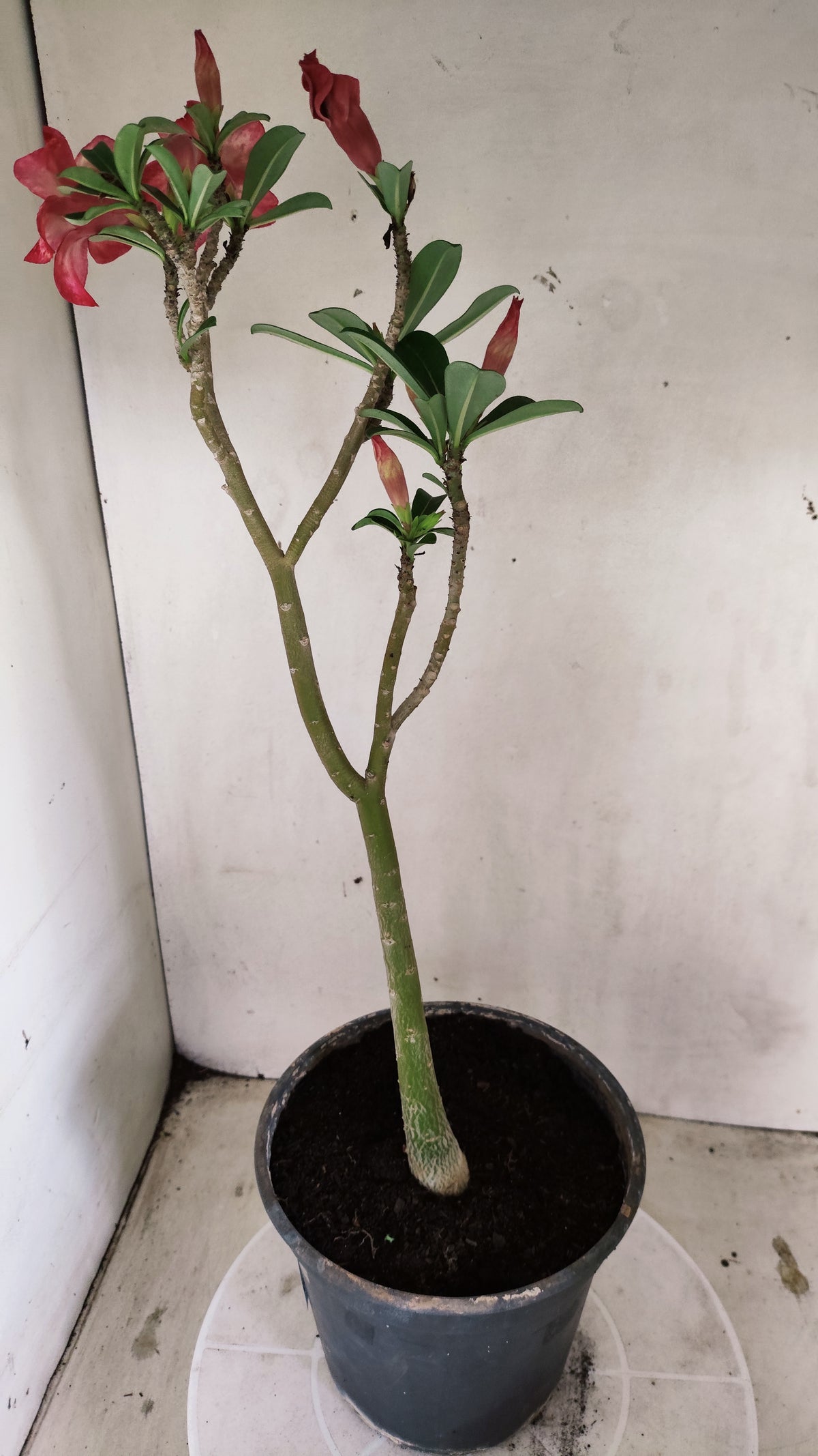 MATRIZ Planta Simples 296 – 40cm – 03 anos - vaso 20