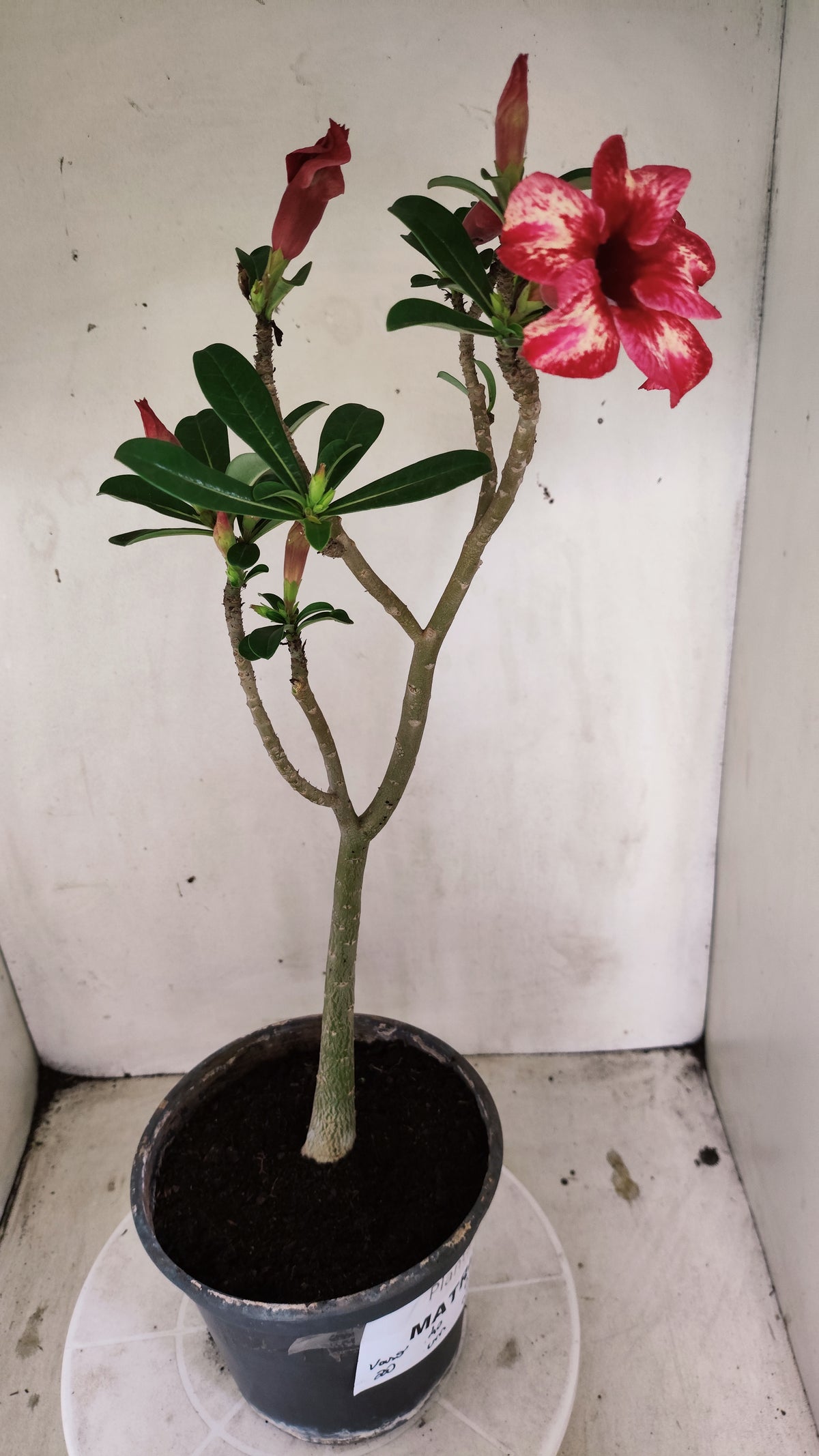 MATRIZ Planta Simples 296 – 40cm – 03 anos - vaso 20
