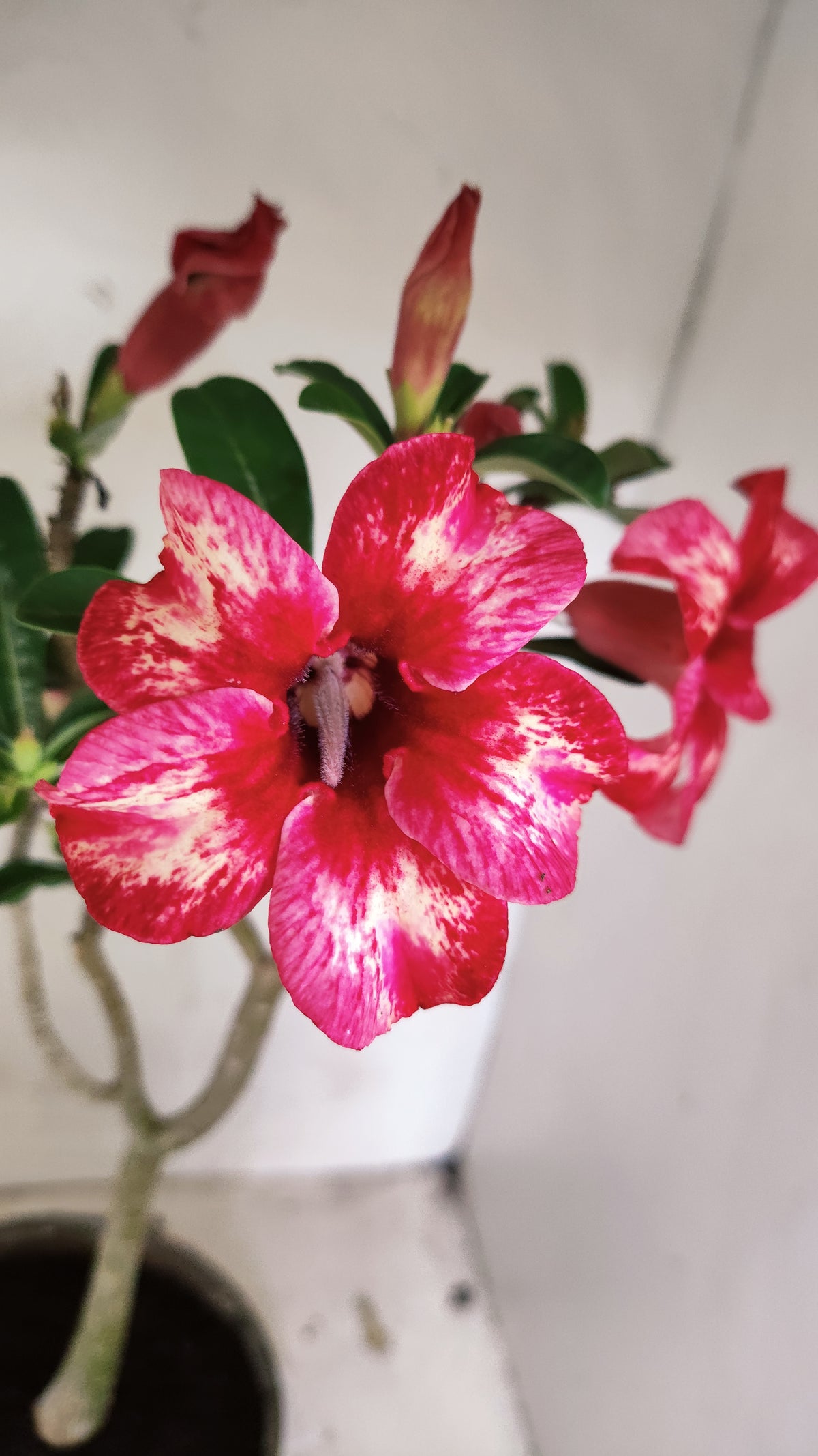 MATRIZ Planta Simples 296 – 40cm – 03 anos - vaso 20