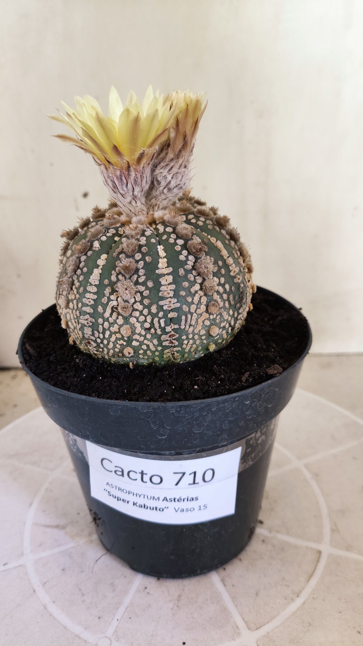 Matriz ASTROPHYTUM ASTERIAS SUPER KABUTO Nº 710 – vaso 15