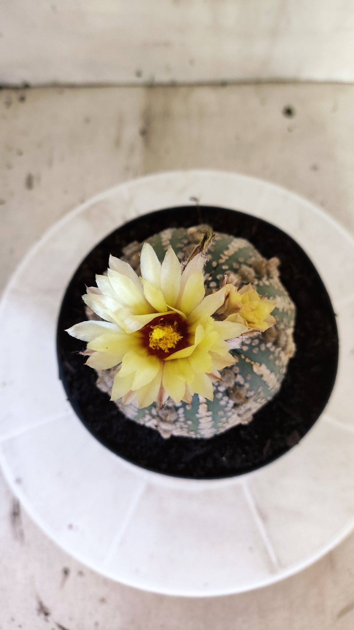 Matriz ASTROPHYTUM ASTERIAS SUPER KABUTO Nº 710 – vaso 15