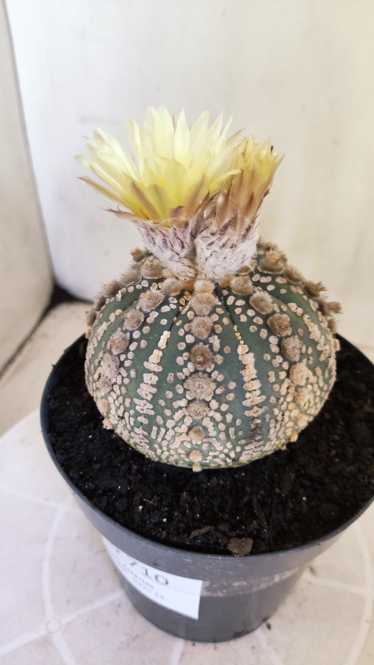 Matriz ASTROPHYTUM ASTERIAS SUPER KABUTO Nº 710 – vaso 15