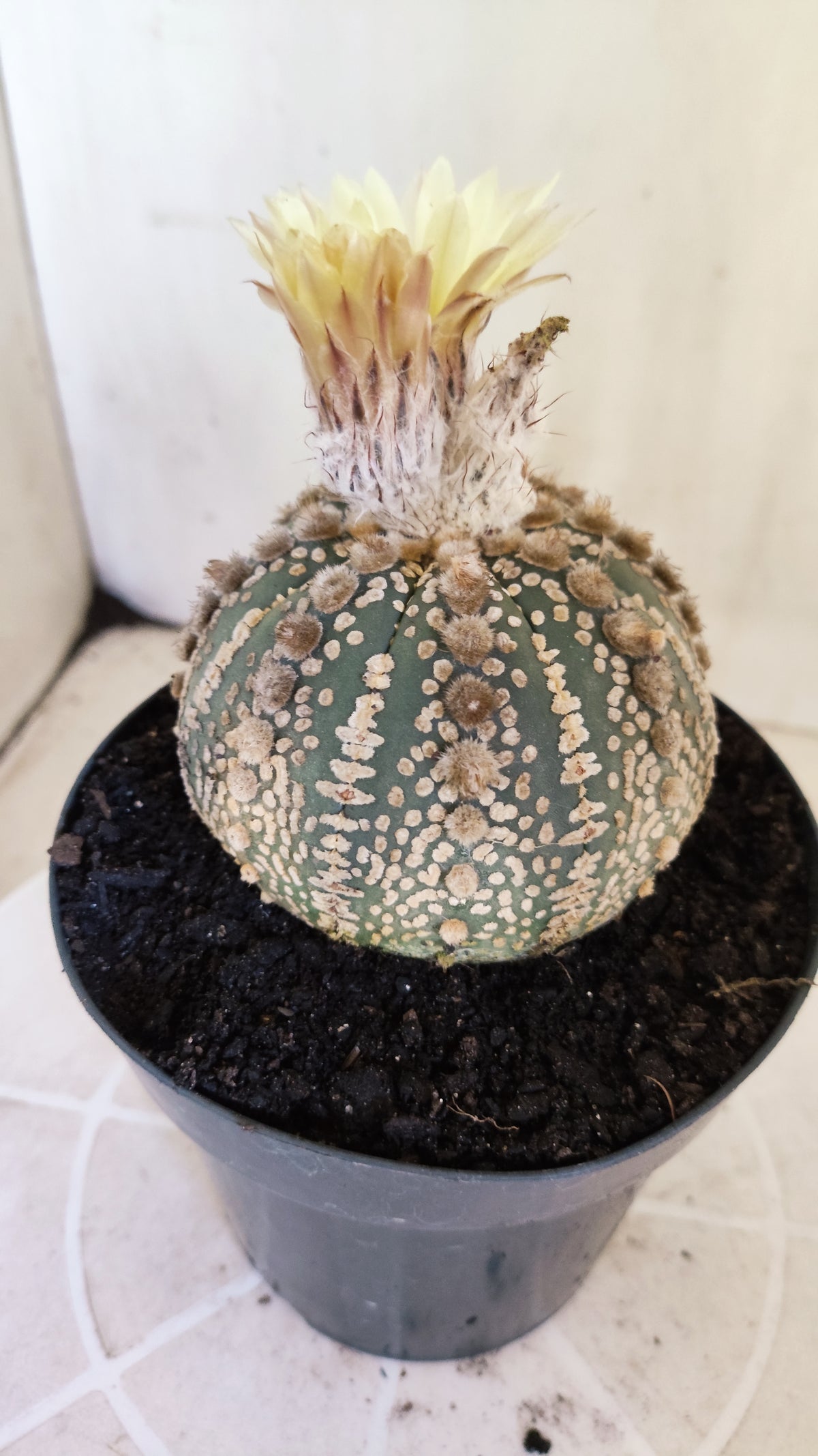 Matriz ASTROPHYTUM ASTERIAS SUPER KABUTO Nº 710 – vaso 15