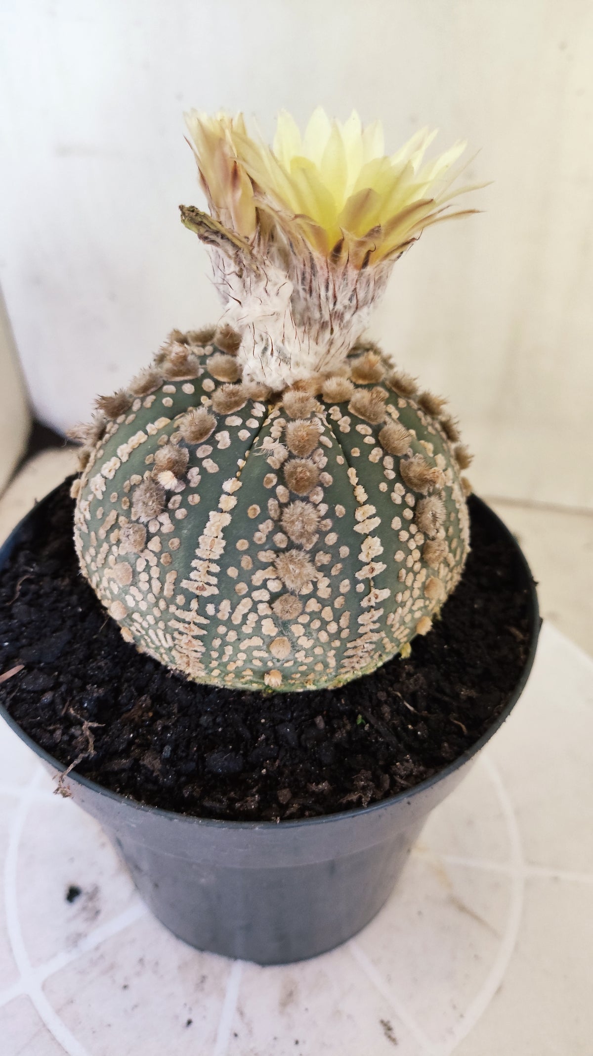Matriz ASTROPHYTUM ASTERIAS SUPER KABUTO Nº 710 – vaso 15
