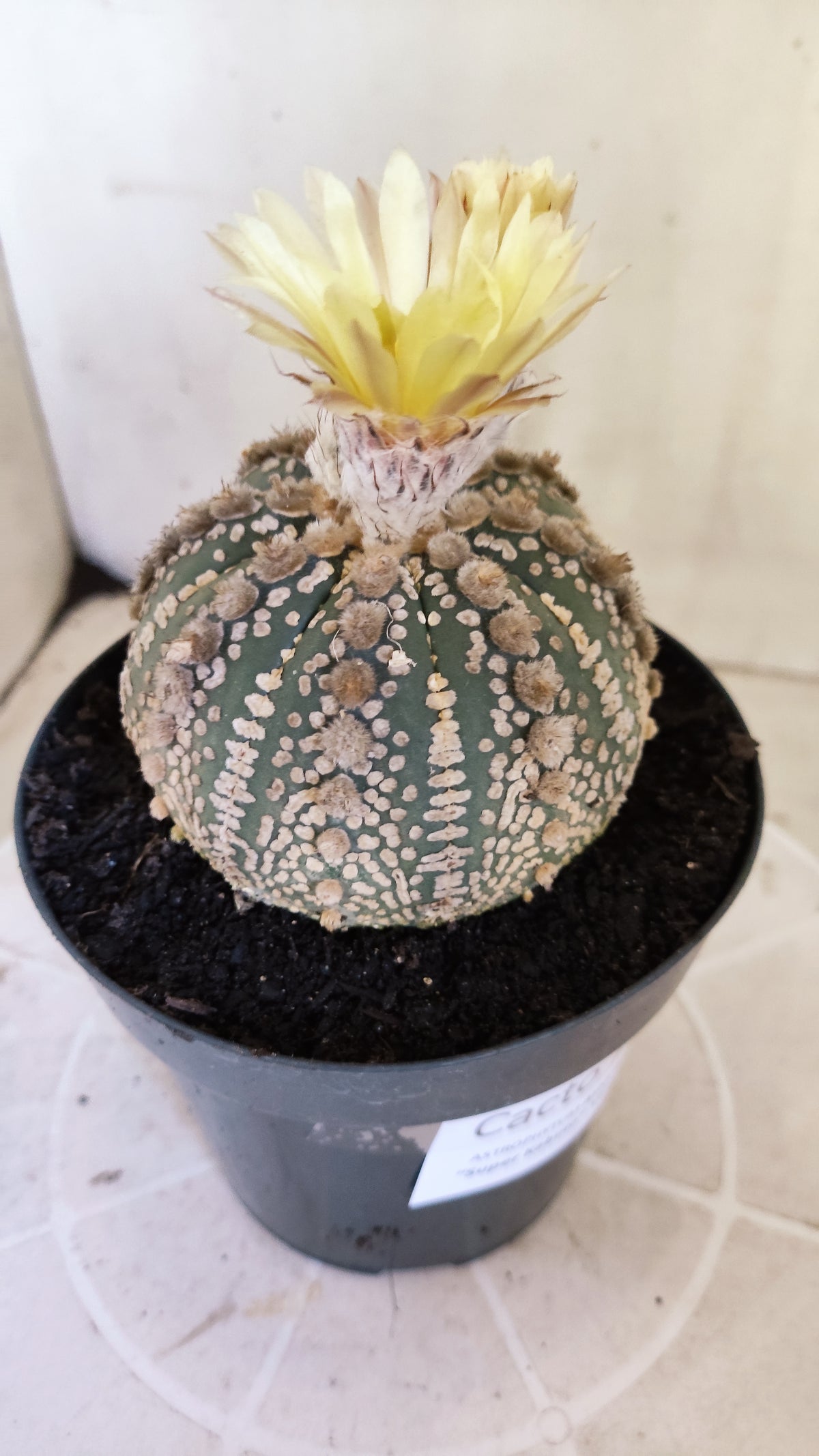 Matriz ASTROPHYTUM ASTERIAS SUPER KABUTO Nº 710 – vaso 15