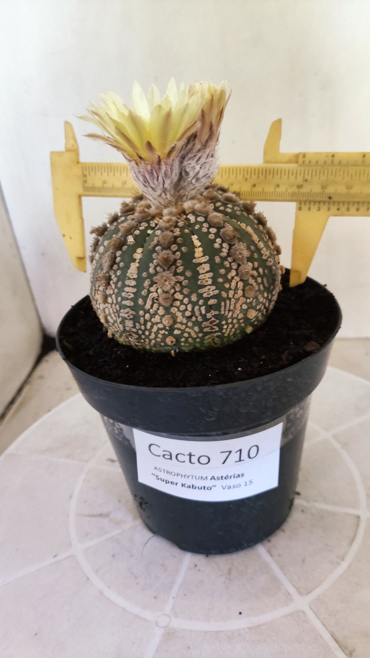 Matriz ASTROPHYTUM ASTERIAS SUPER KABUTO Nº 710 – vaso 15