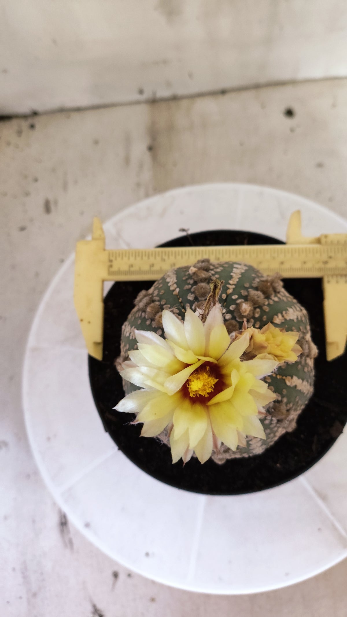 Matriz ASTROPHYTUM ASTERIAS SUPER KABUTO Nº 710 – vaso 15