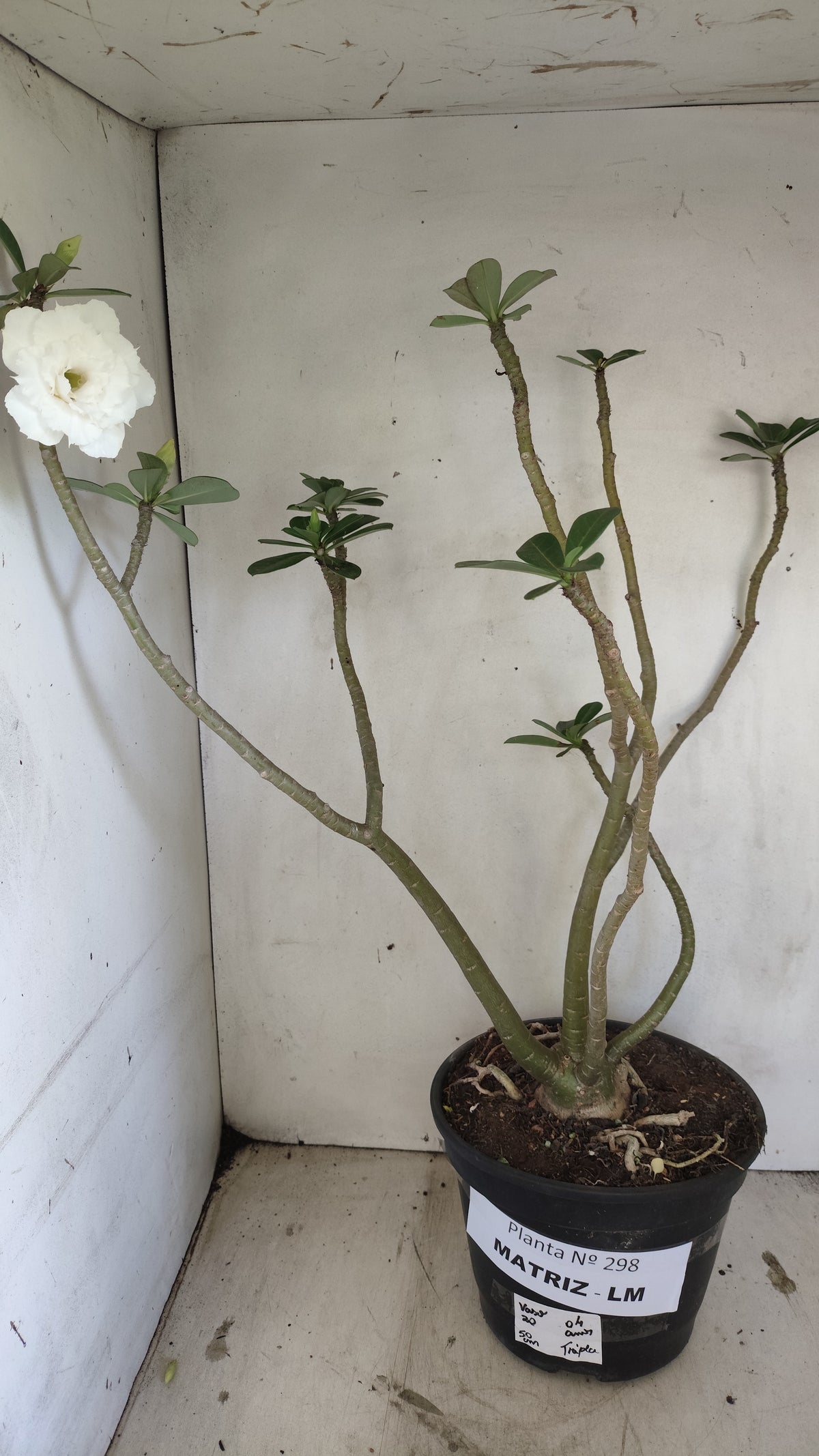 Matriz Planta Dobrada 298 –  50cm – 04 anos - Vaso 20
