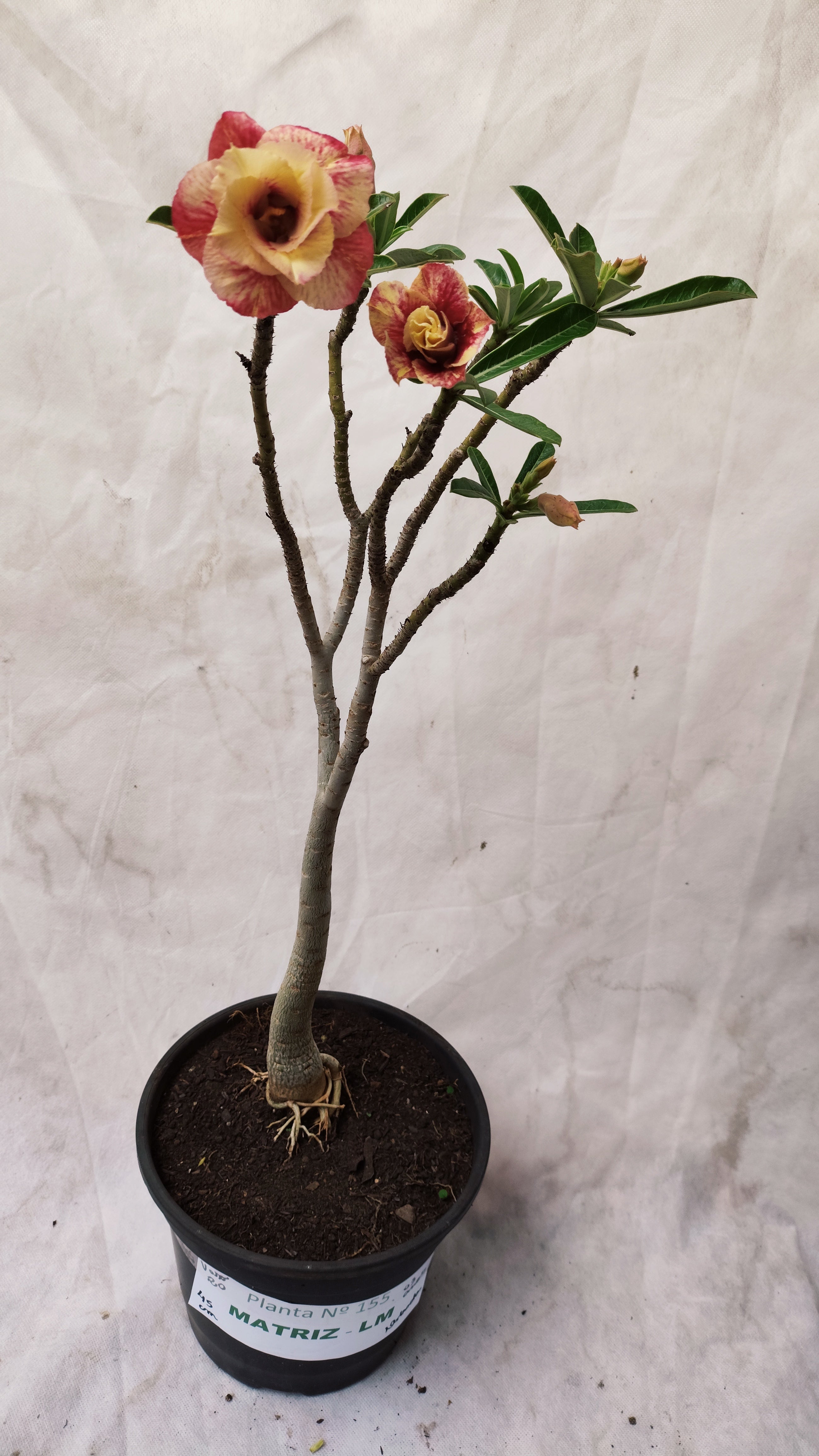 MATRIZ Planta Dobrada 155 – 45cm – 03 anos - Vaso 20