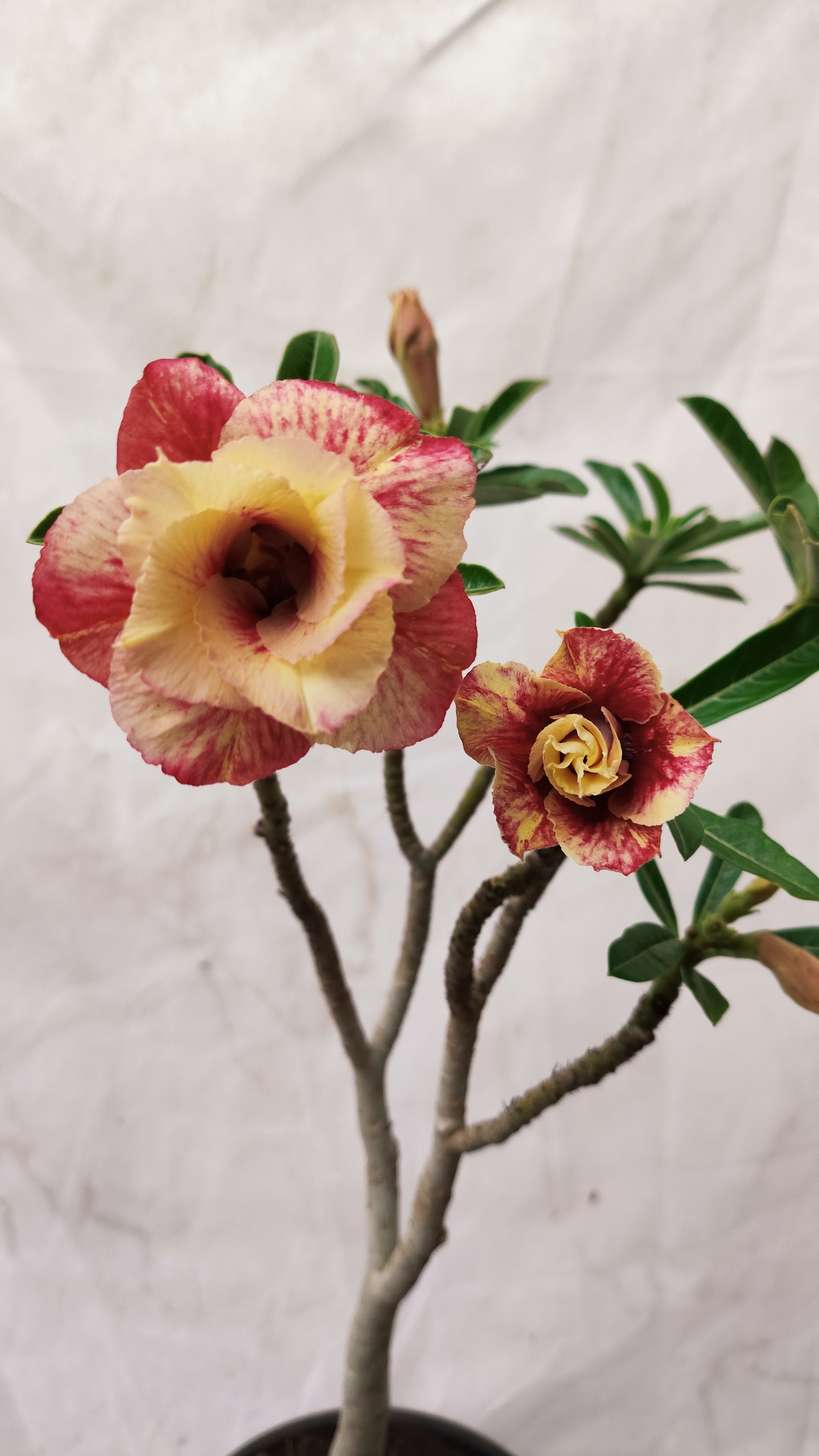 MATRIZ Planta Dobrada 155 – 45cm – 03 anos - Vaso 20