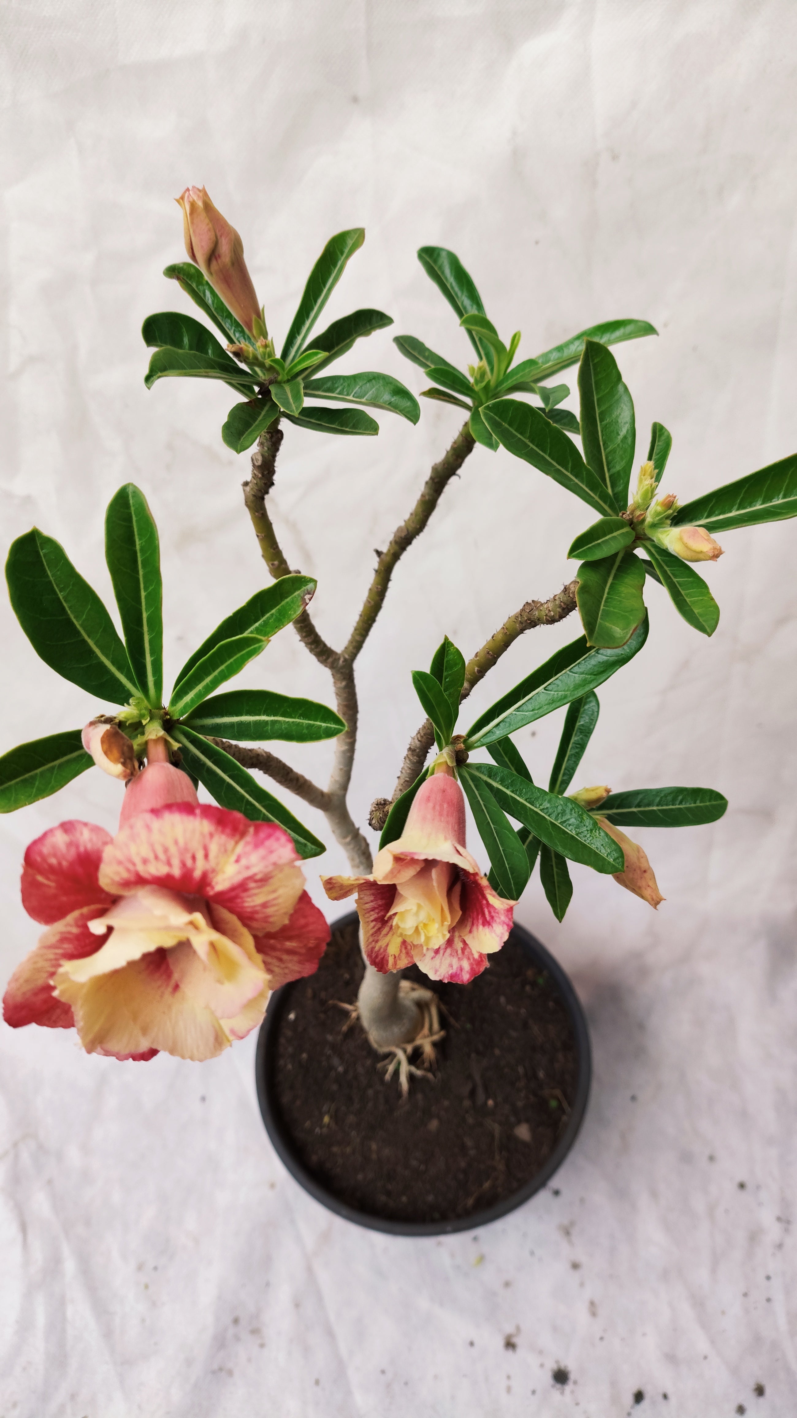MATRIZ Planta Dobrada 155 – 45cm – 03 anos - Vaso 20